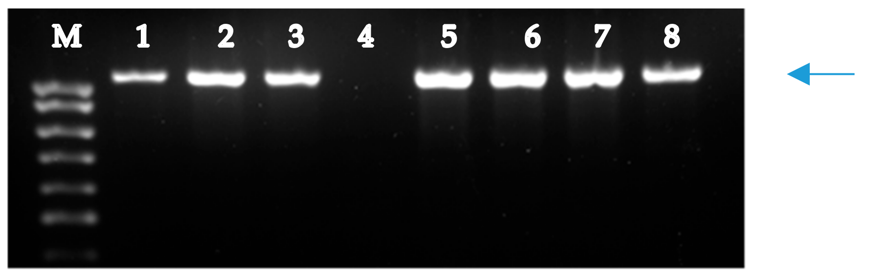 Plants 09 00764 g003