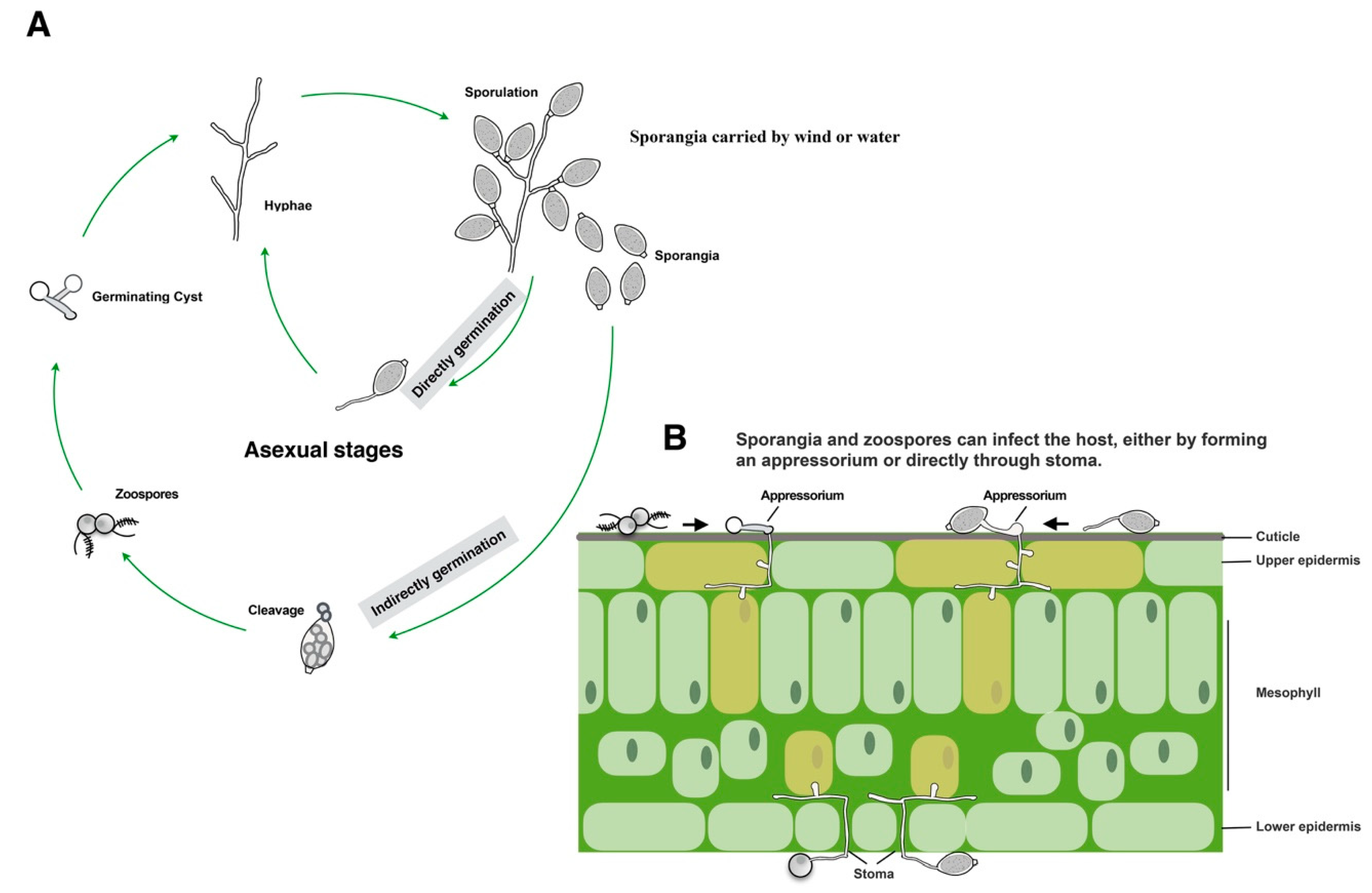 Plants 09 00769 g001