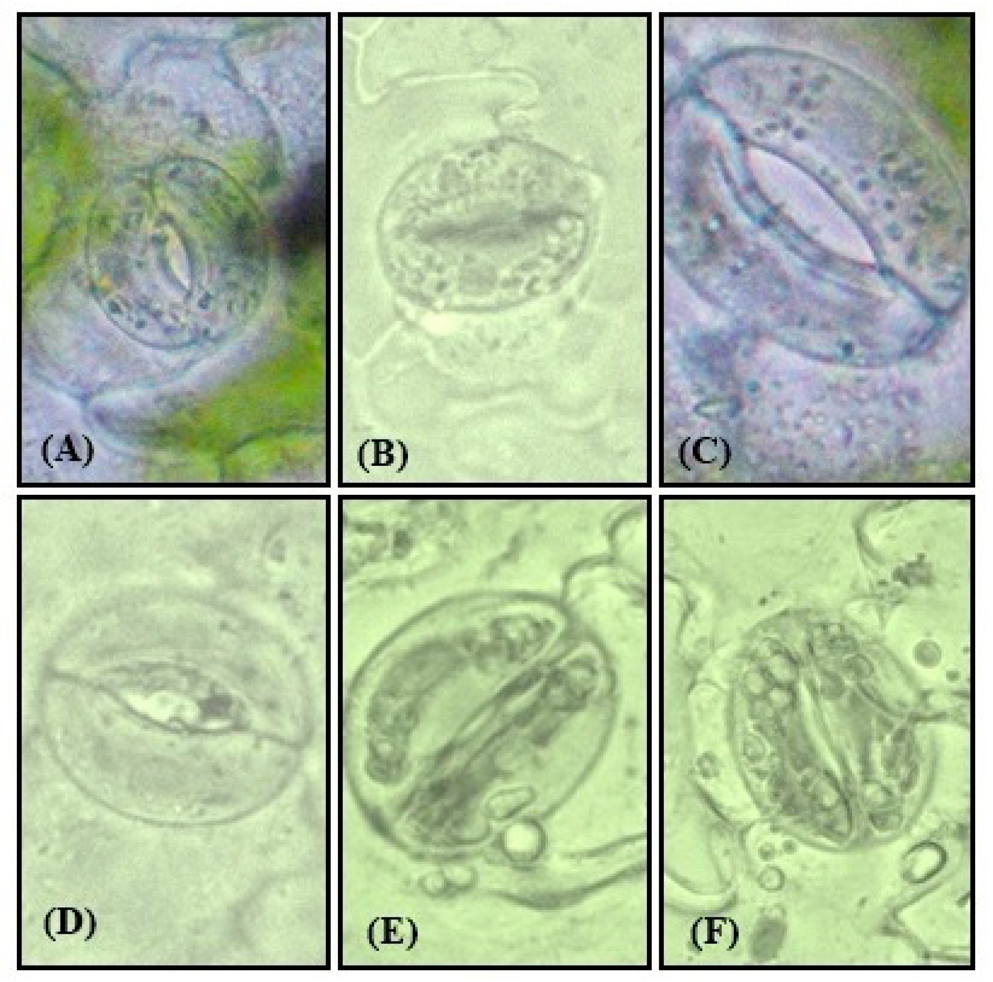 Plants 09 00776 g012 Plants 09 00776 g012