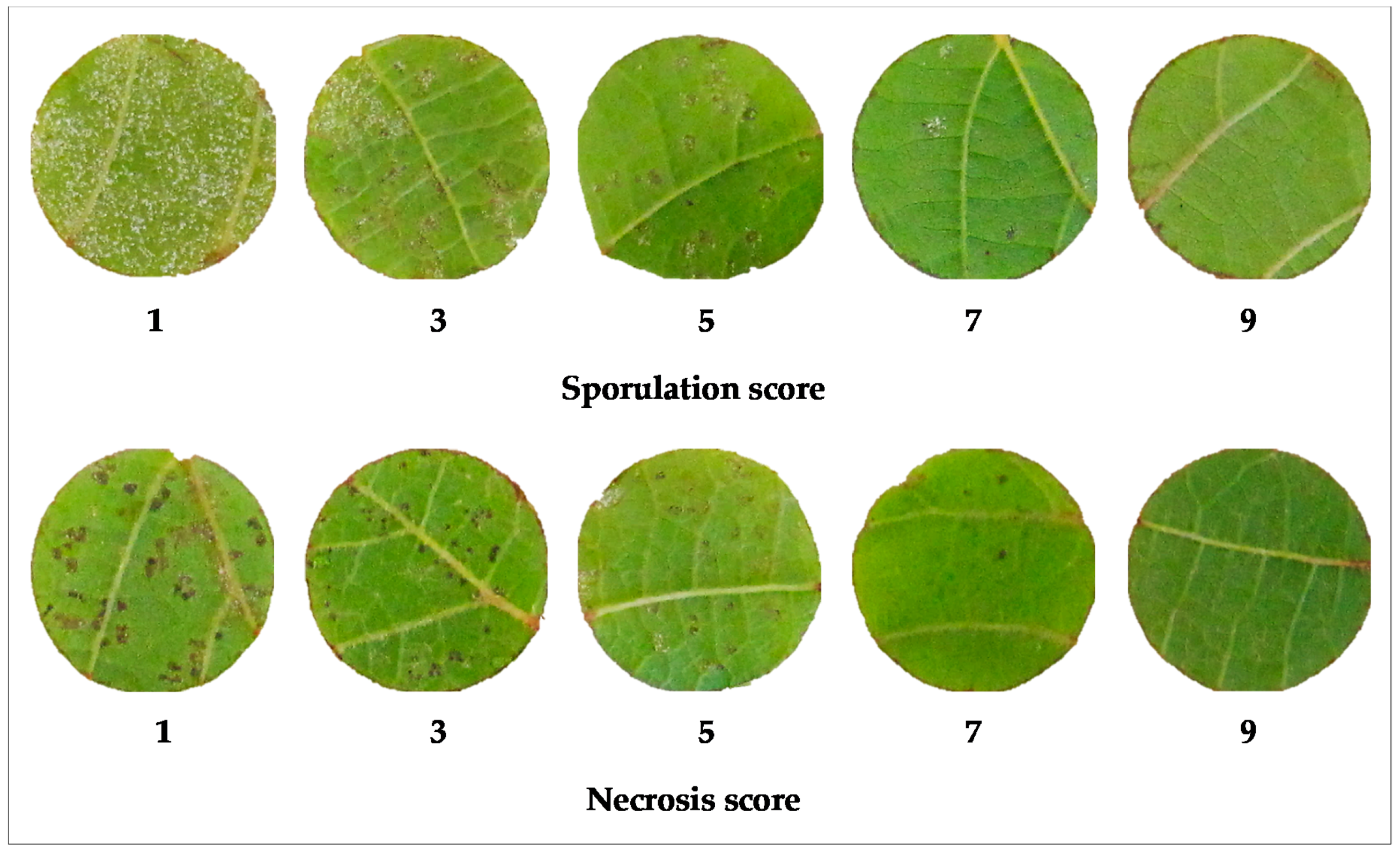 Plants 09 00781 g001