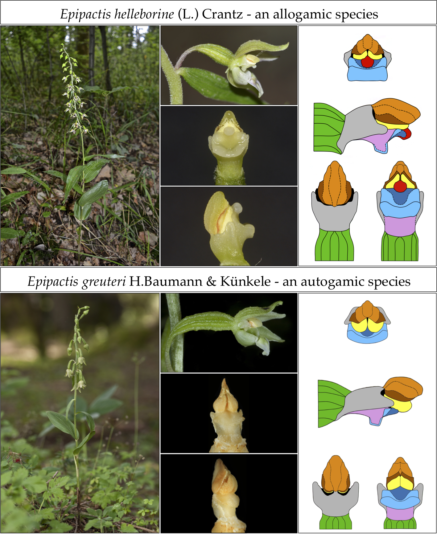 Plants Free Full Text A Revision Of The Taxonomy And Identification Of Epipactis Greuteri Orchidaceae Neottieae Html