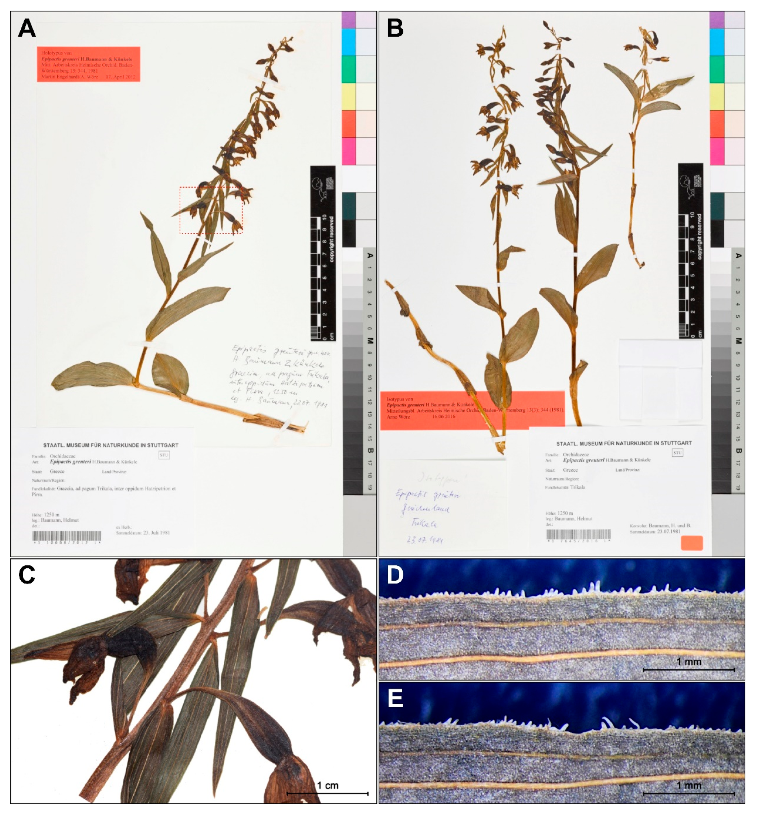 Plants 09 00783 g001