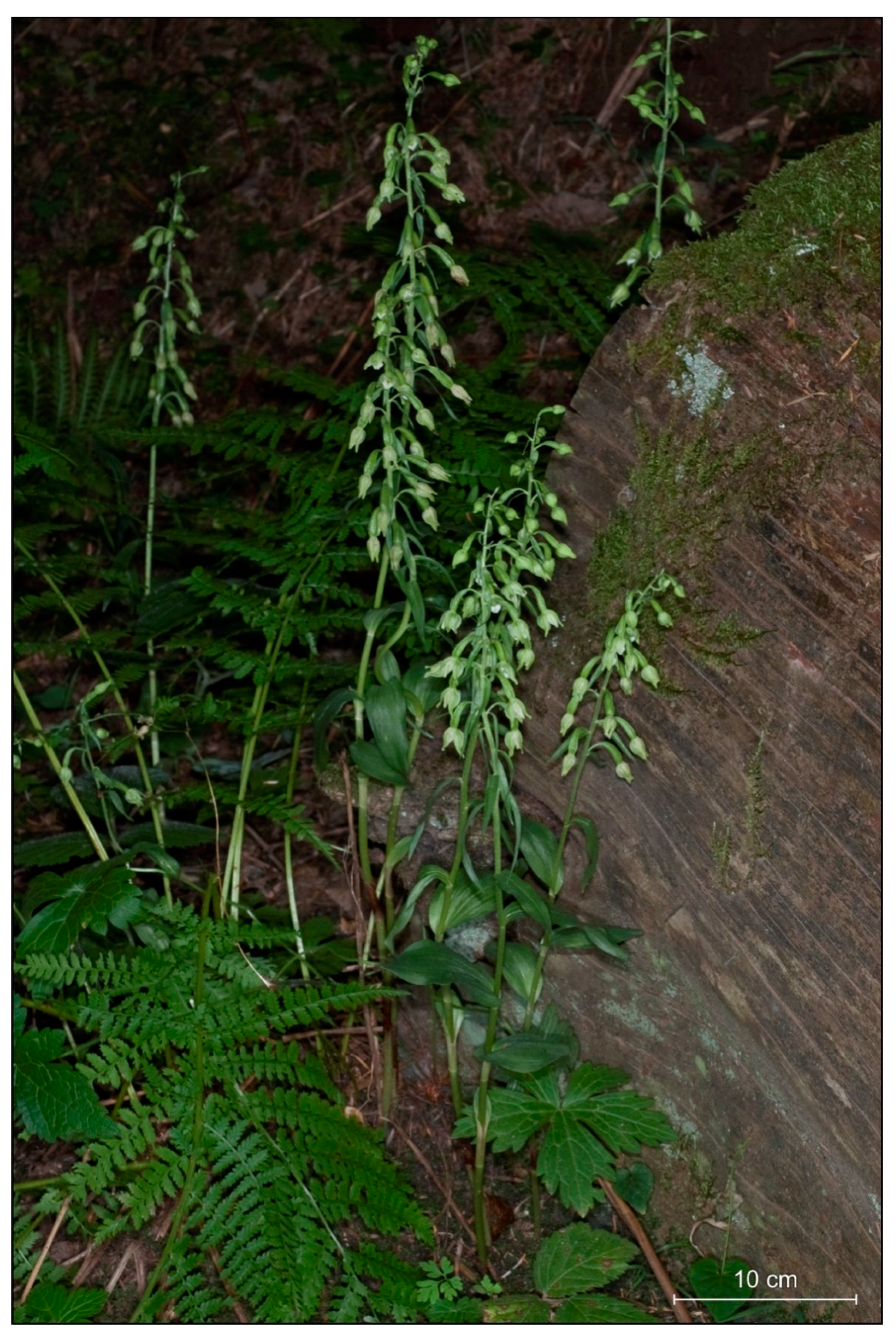 Plants 09 00783 g002