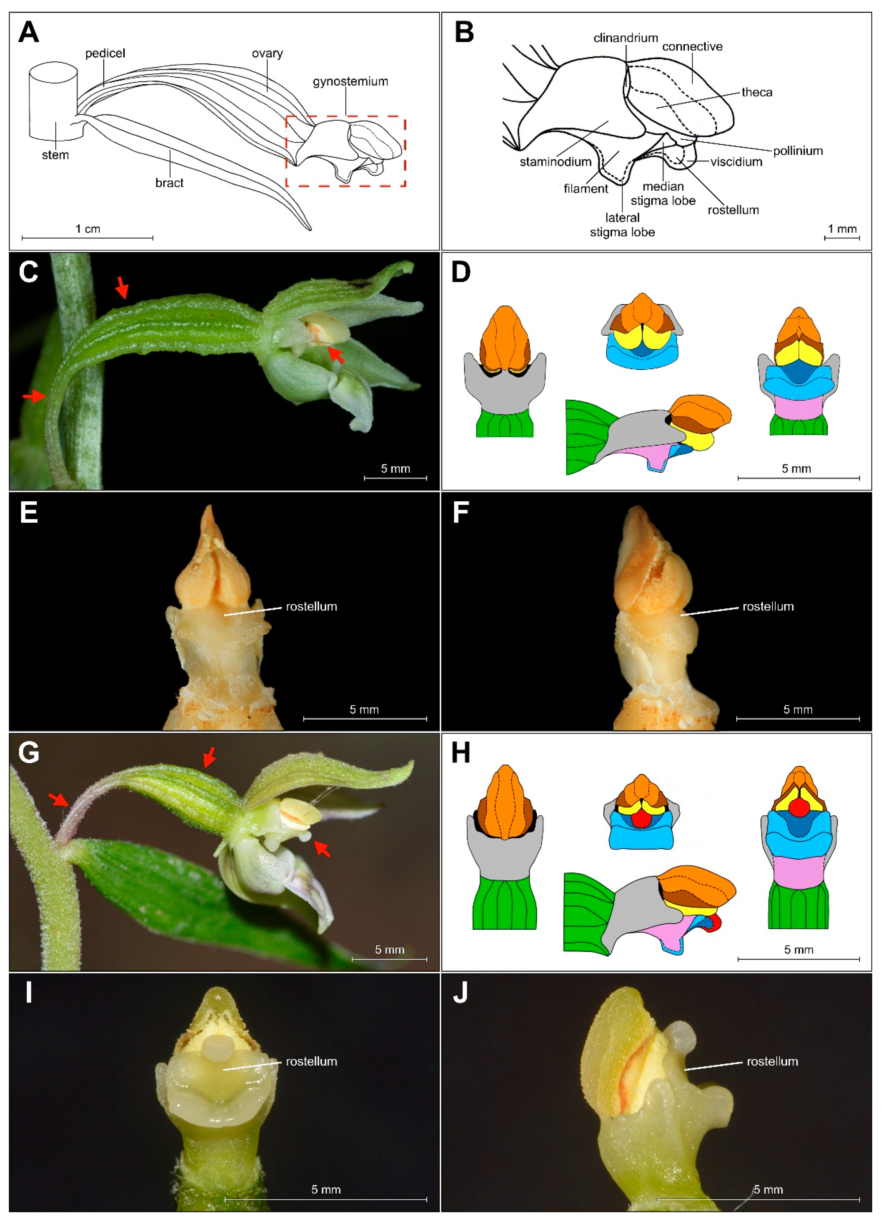 Plants 09 00783 g005