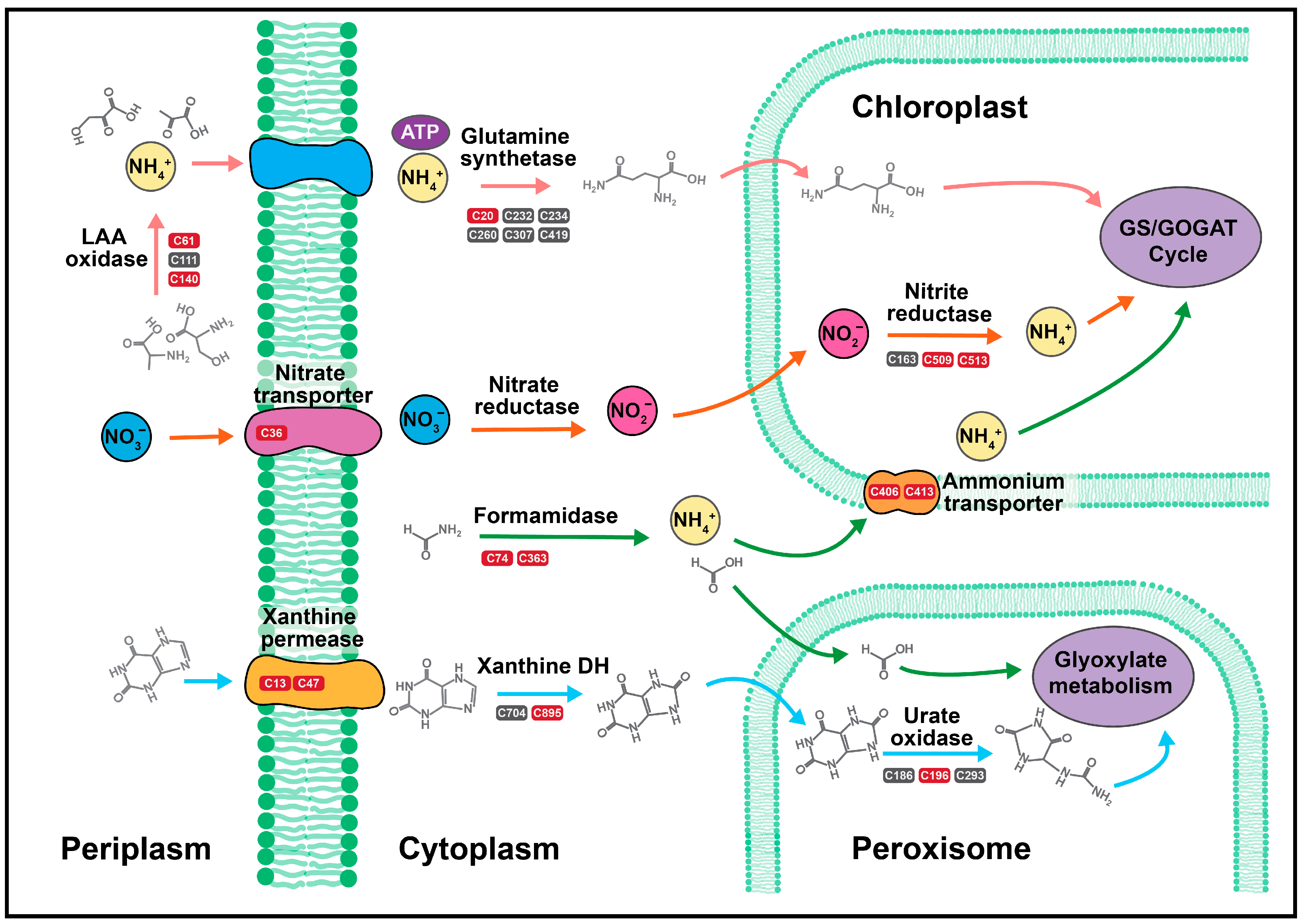 Plants 09 00784 g004