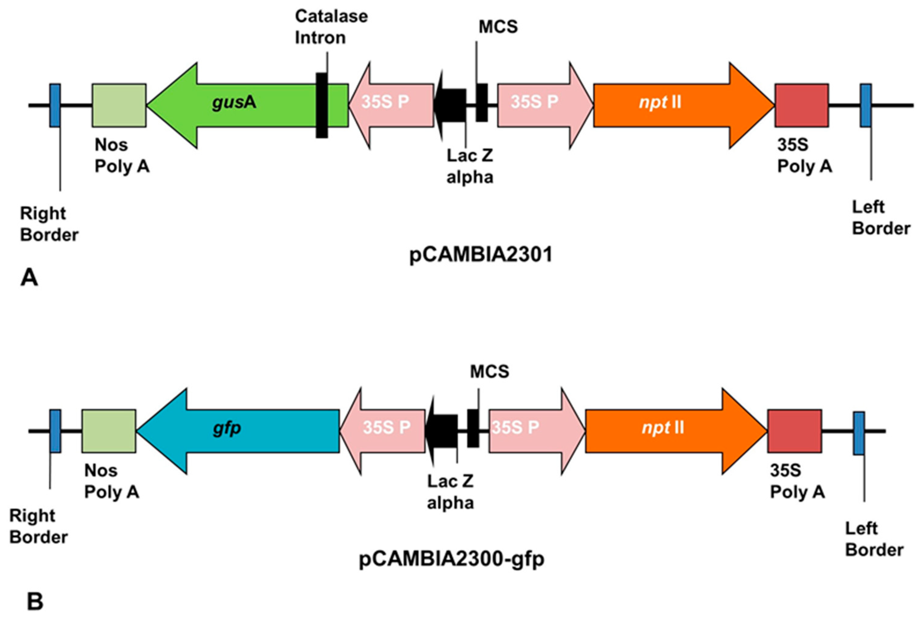 Plants 09 00789 g007