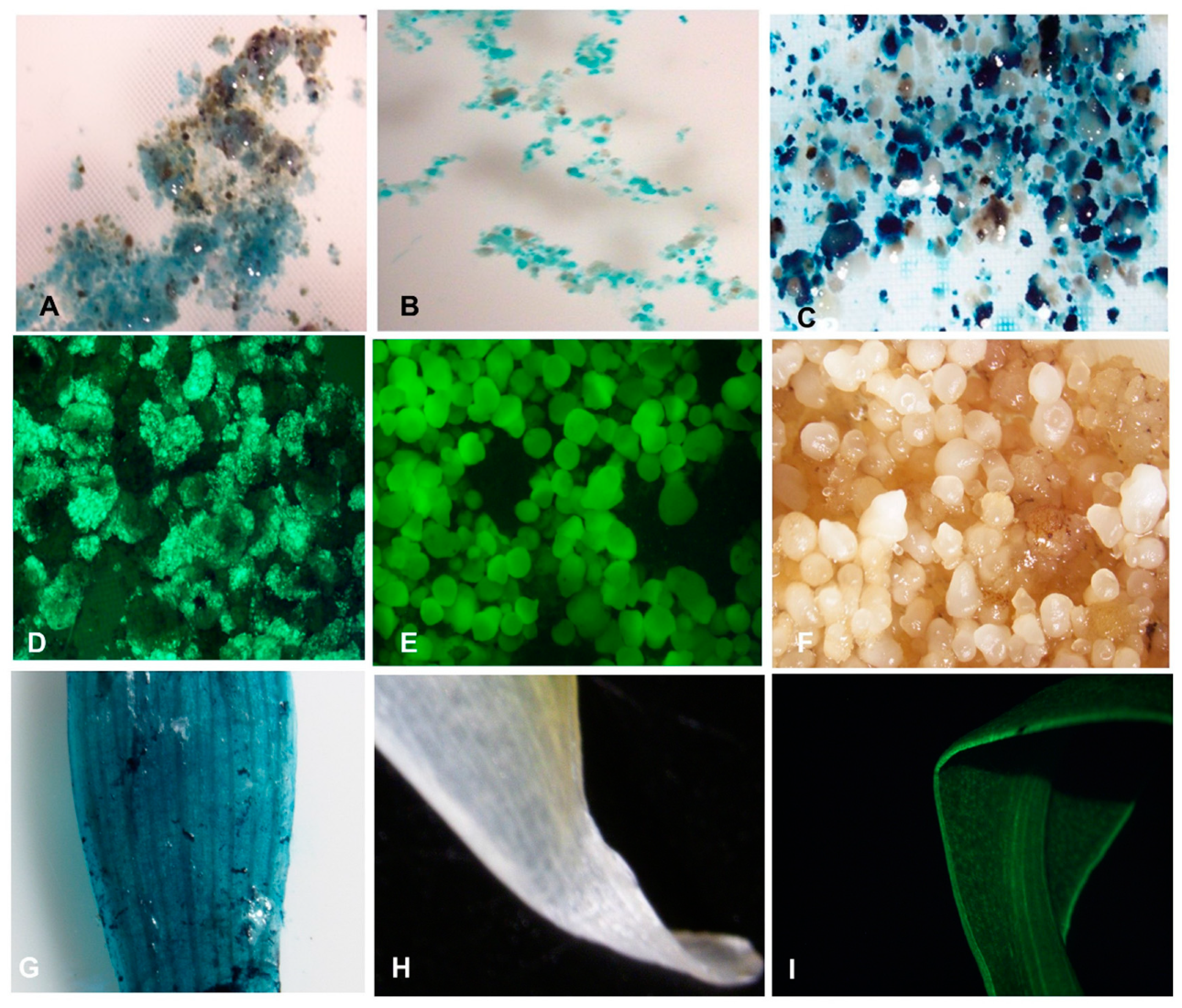 Plants 09 00789 g008