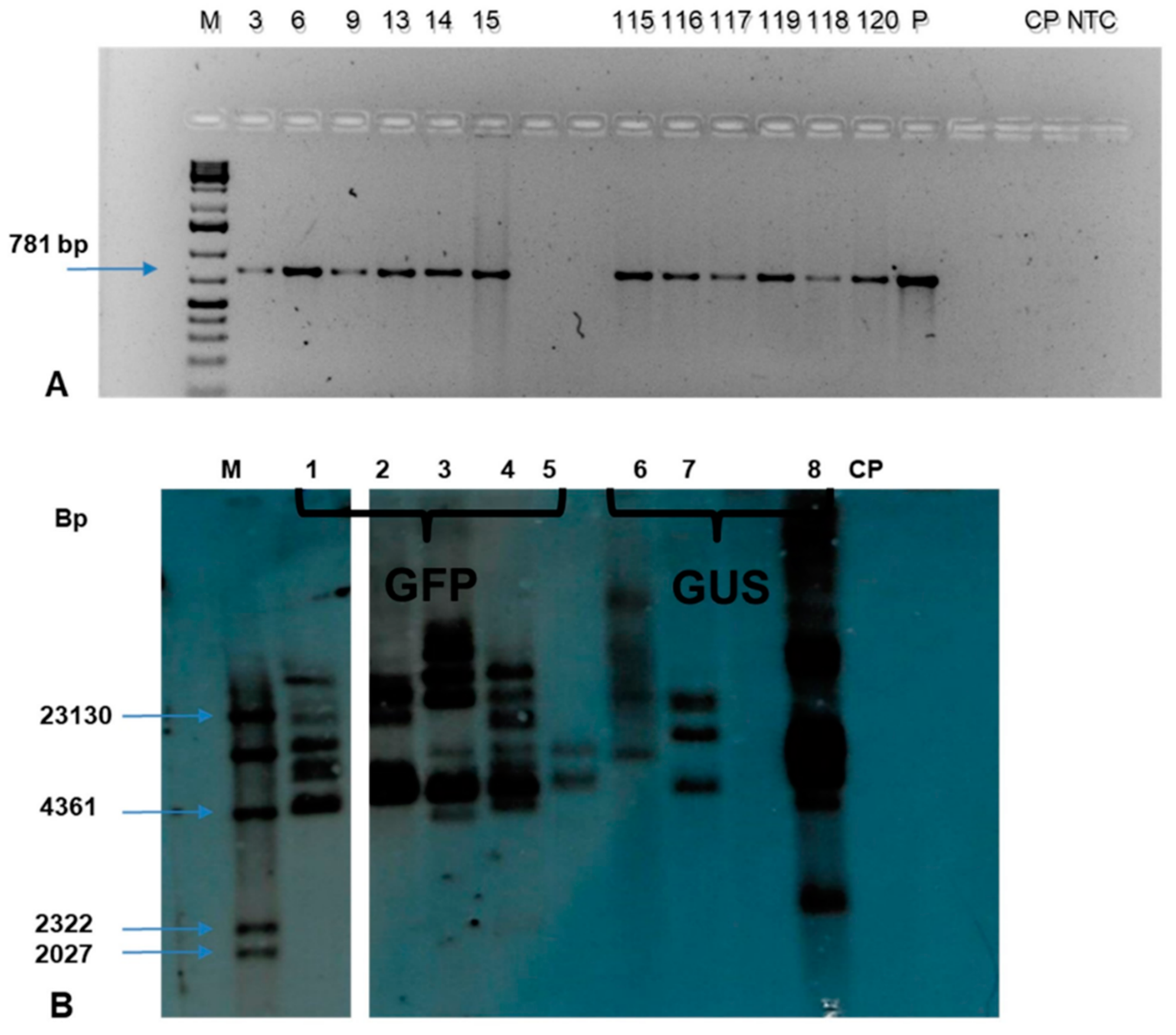 Plants 09 00789 g010