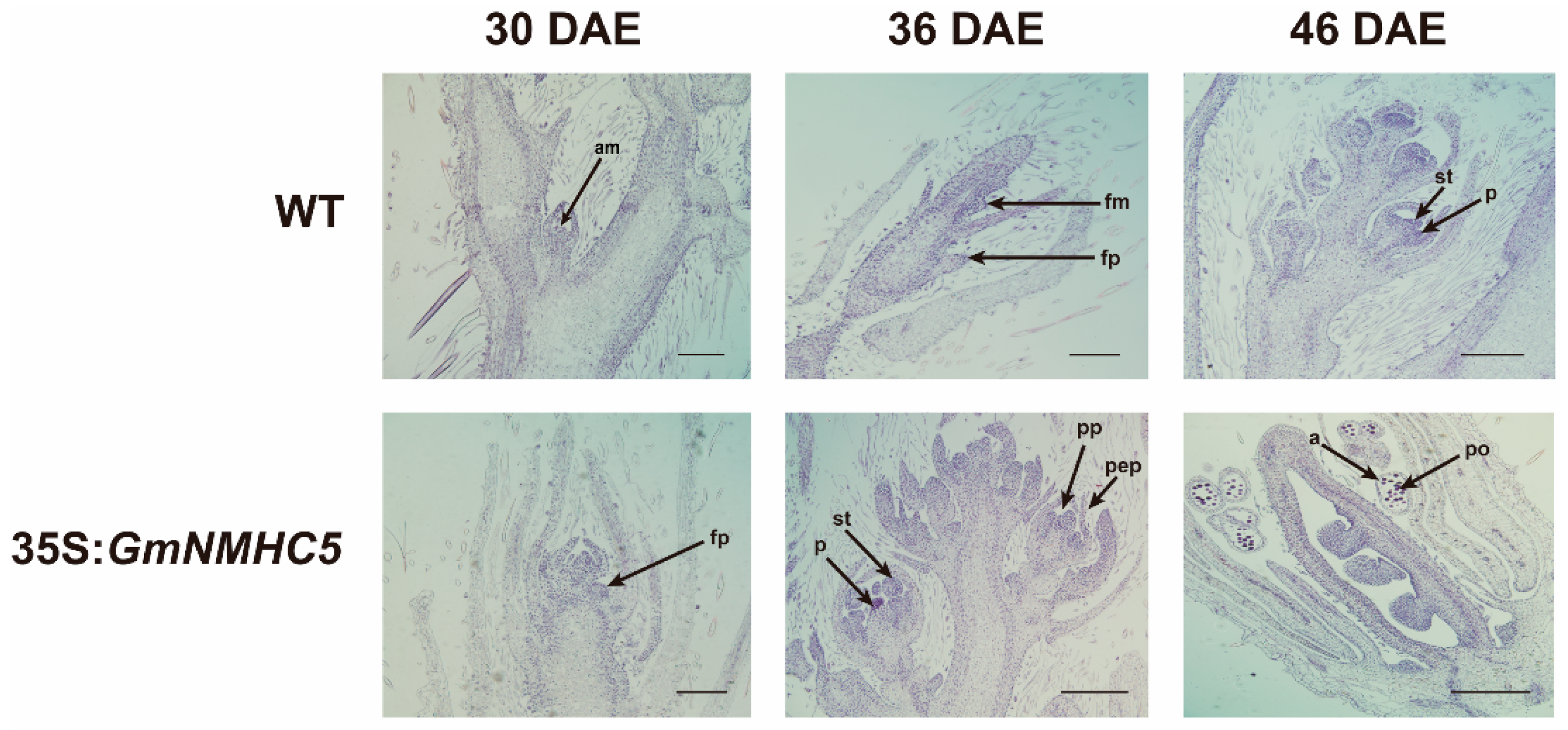 Plants 09 00792 g002