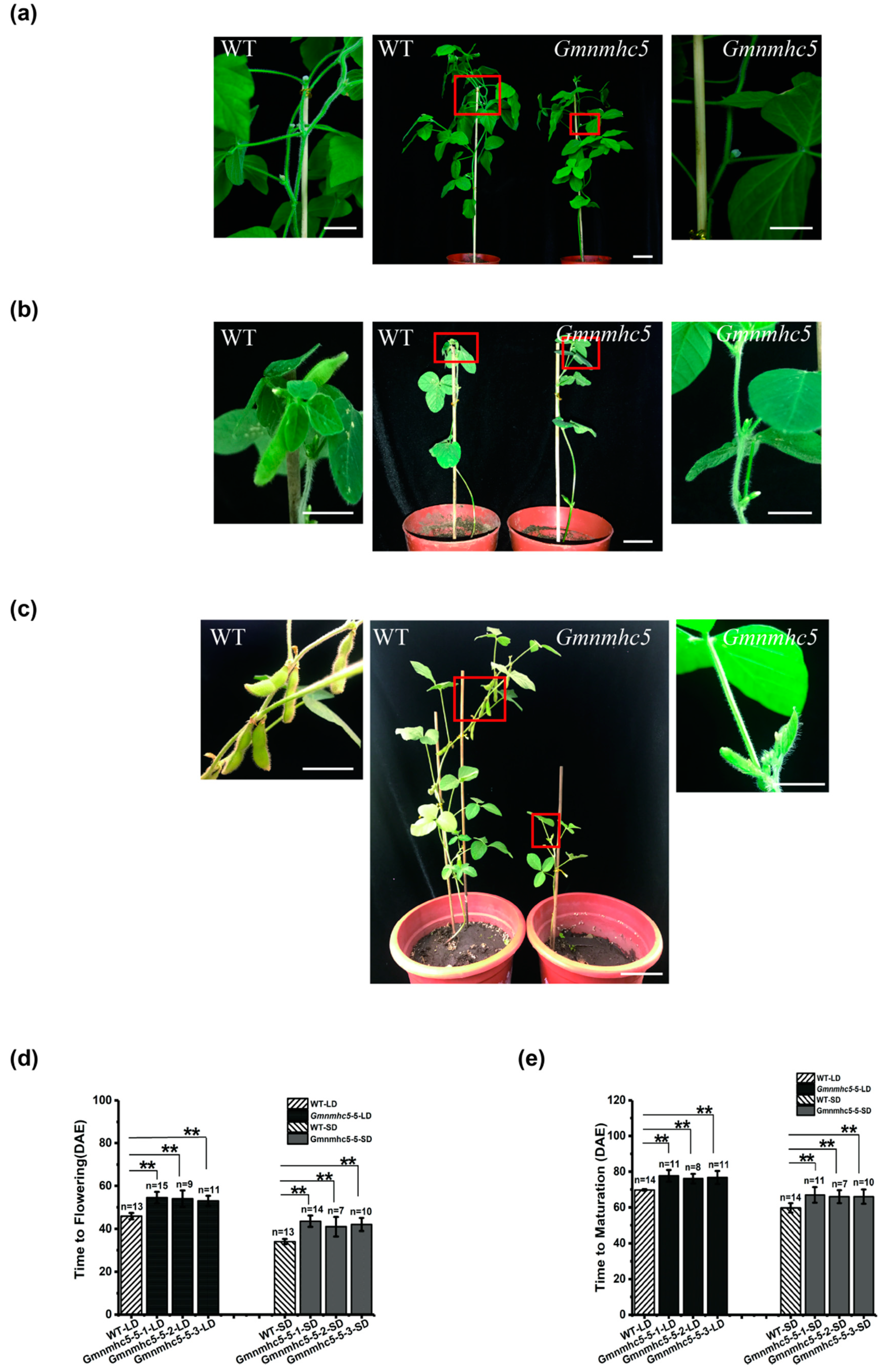 Plants 09 00792 g004