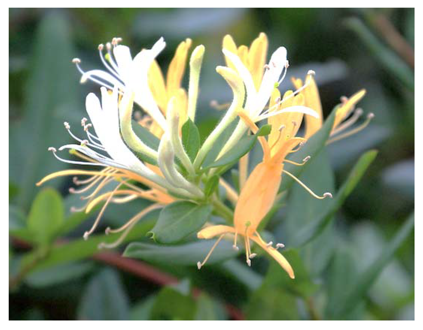Plants 09 00800 g006