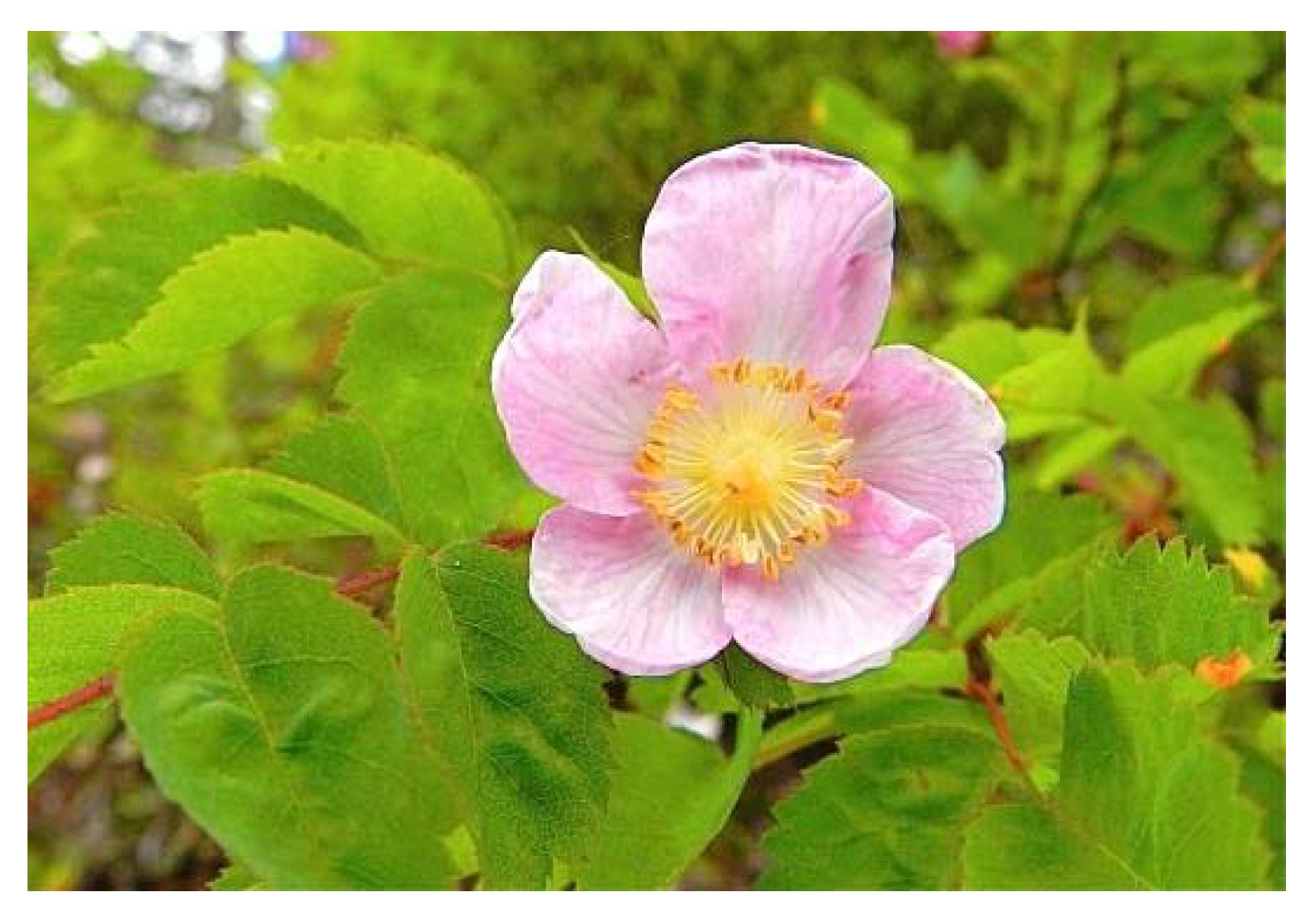 Plants 09 00800 g008