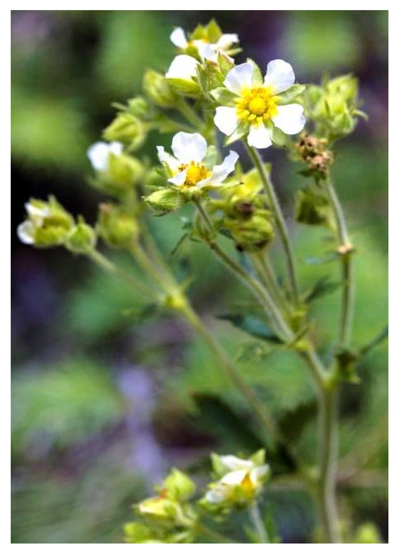 Plants 09 00800 g009