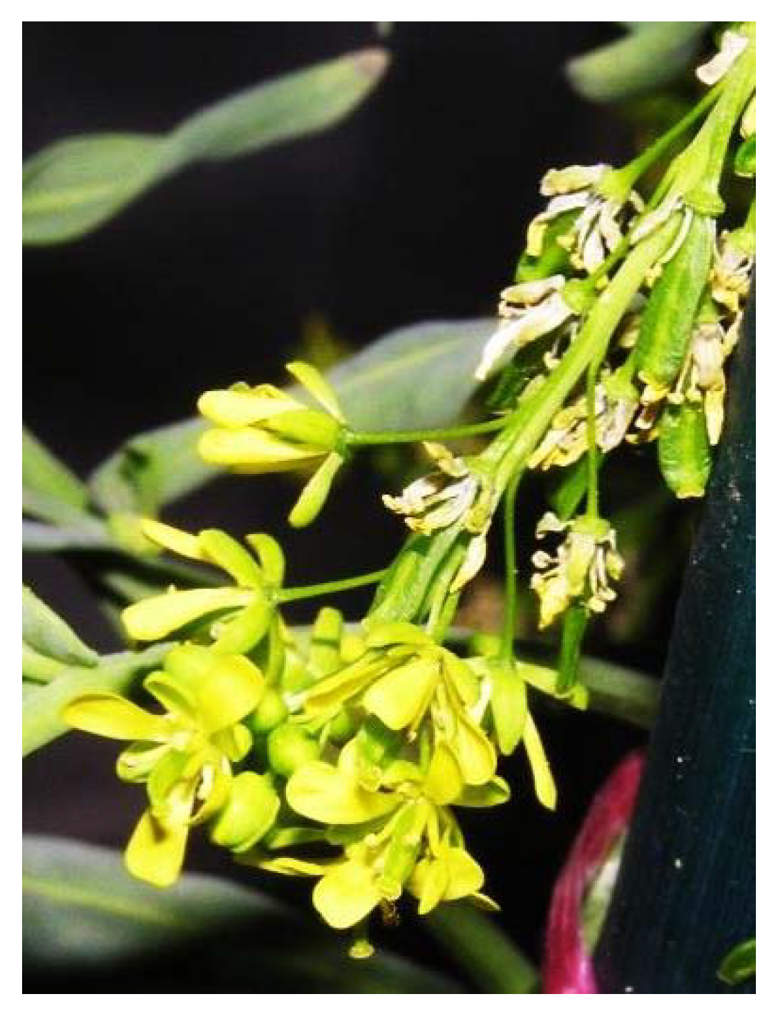 Plants 09 00800 g015