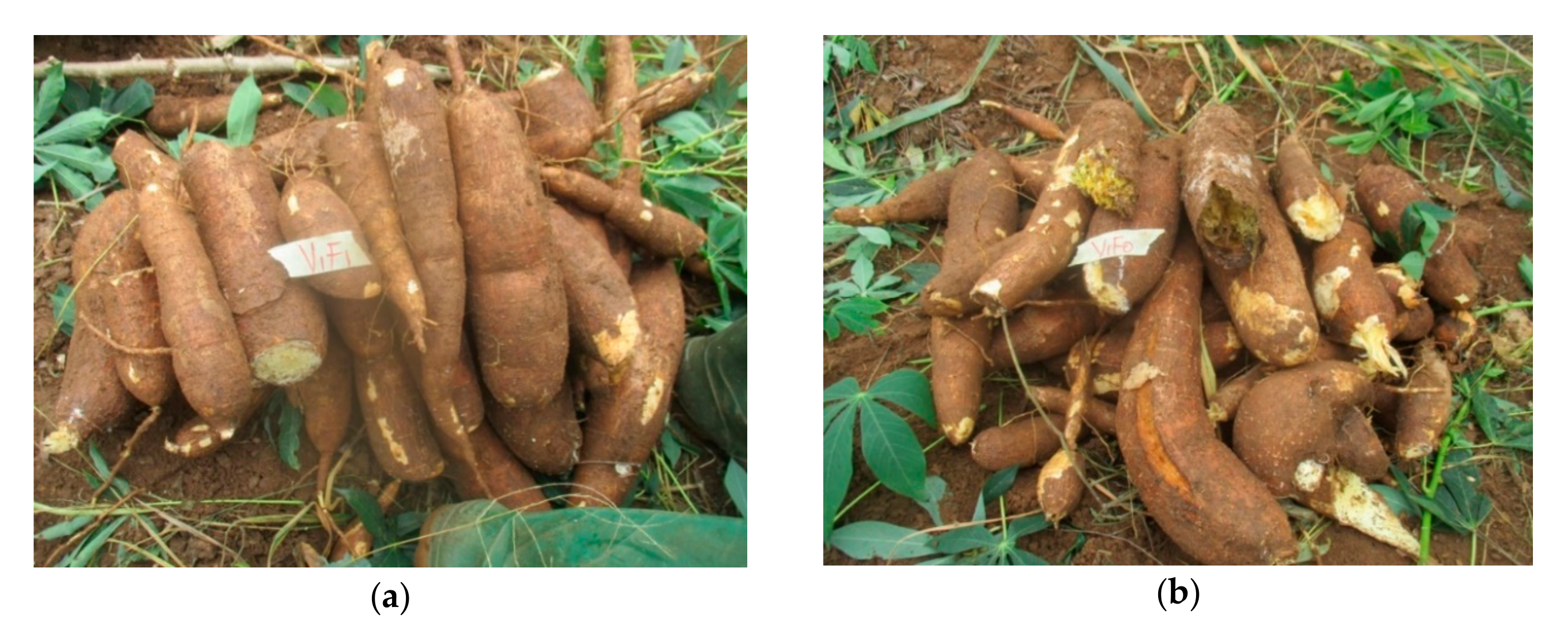 Plants 09 00802 g002 Plants 09 00802 g002