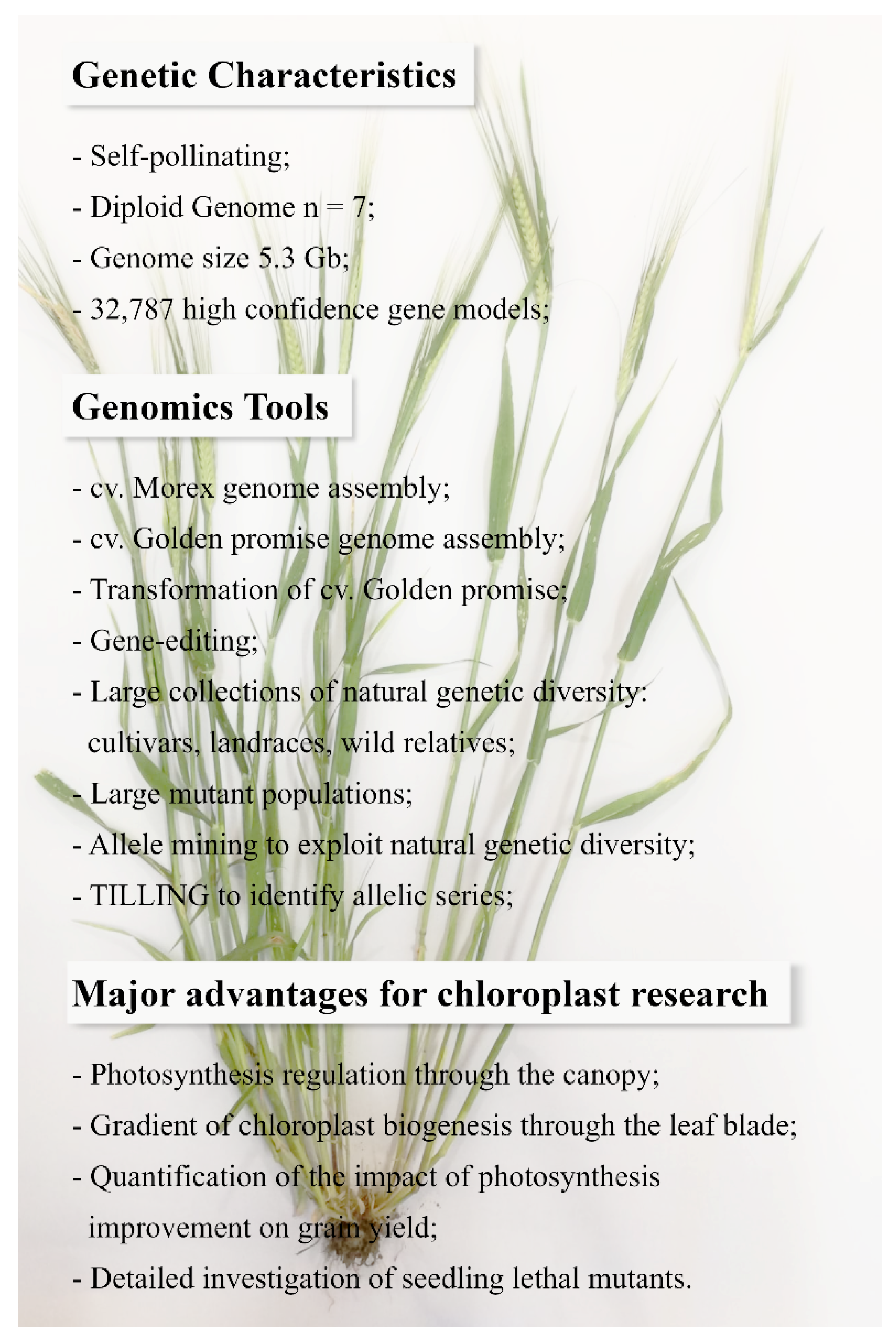 Plants 09 00803 g001