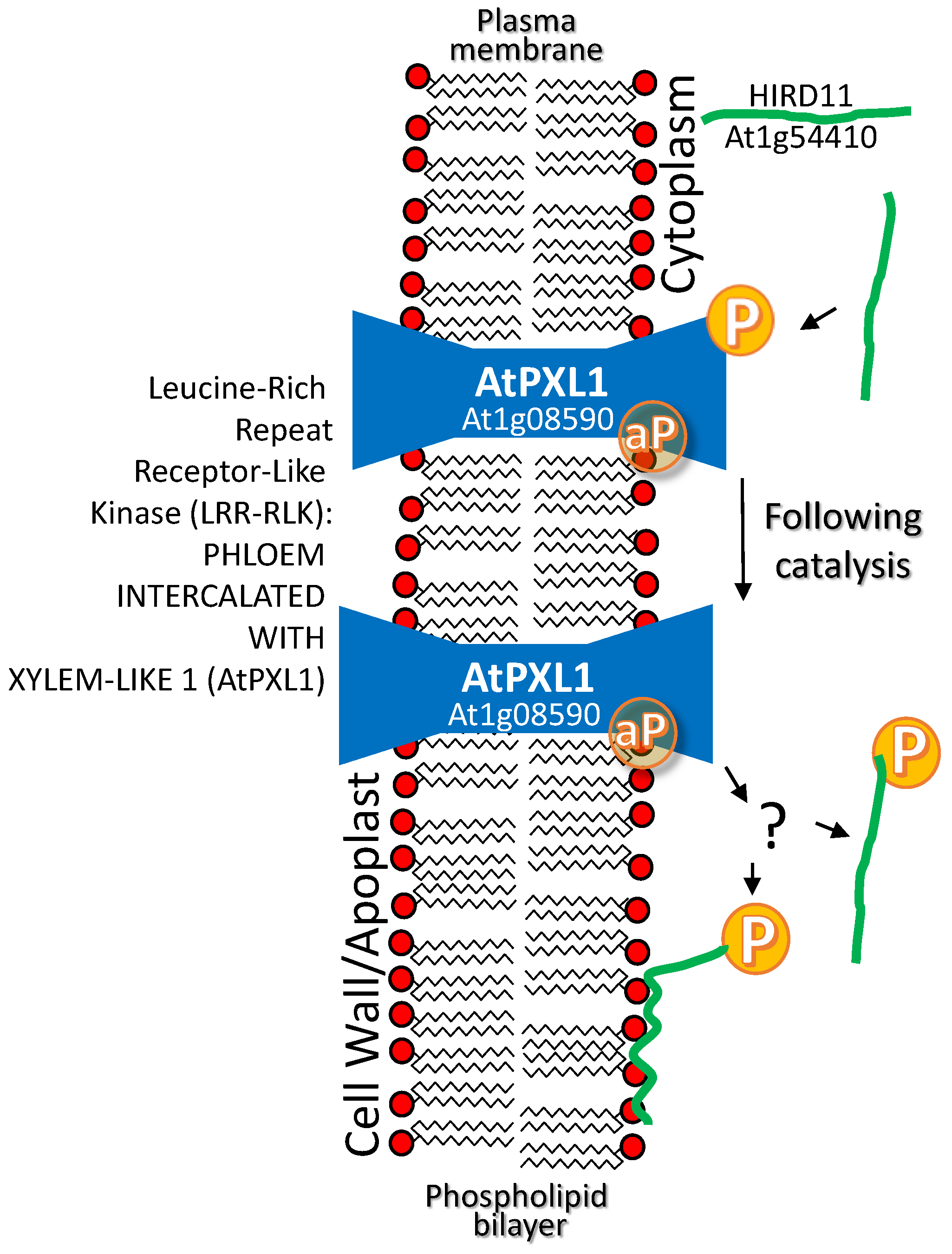 Plants 09 00814 g003