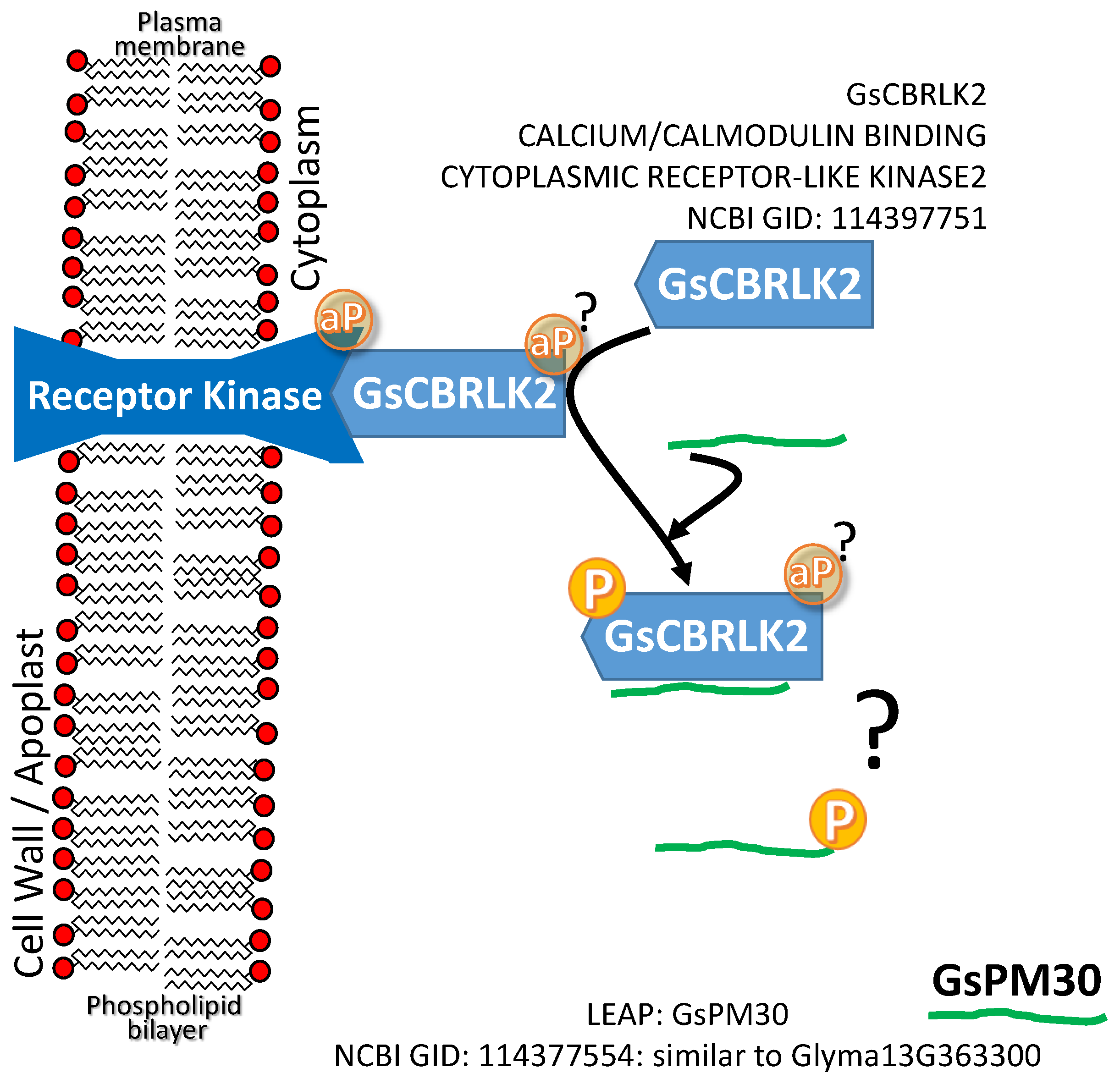 Plants Free Full-Text Late Embryogenesis Abundant Protein–Client Protein Interactions pic