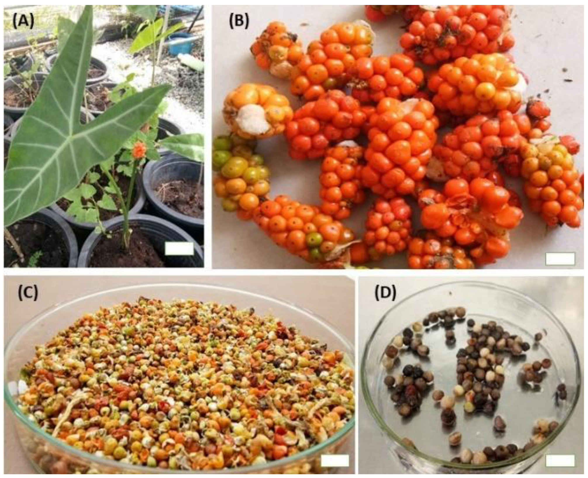 Plants 09 00816 g001