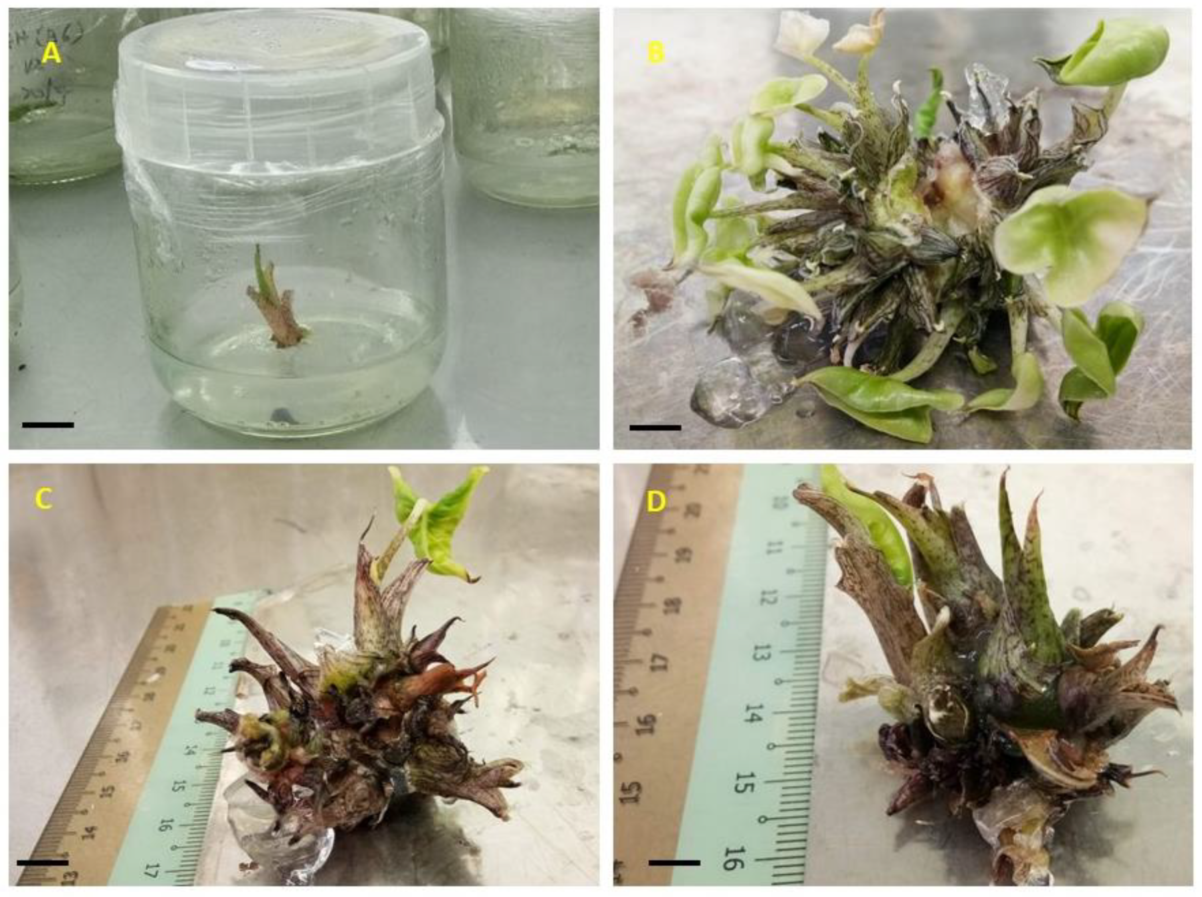 Plants 09 00816 g004