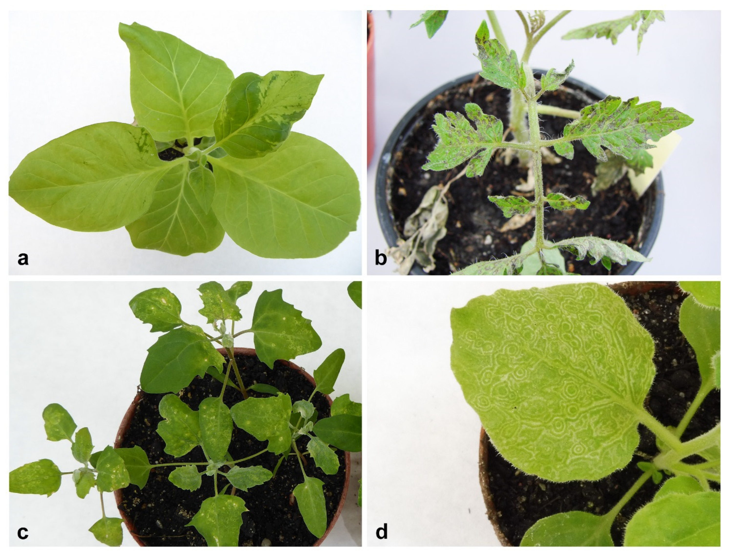 Plants 09 00820 g002 Plants 09 00820 g002