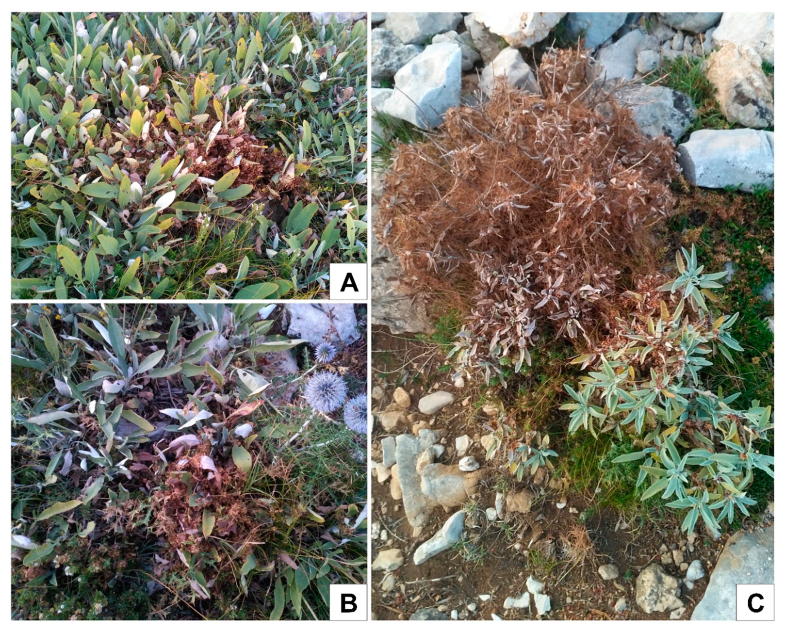 Plants 09 00828 g009 Plants 09 00828 g009