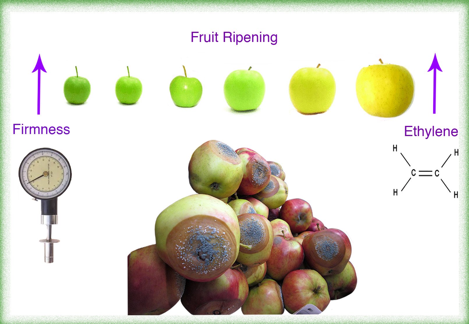 Plants Free Full Text Review Of The Impact Of Apple Fruit Ripening Texture And Chemical Contents On Genetically Determined Susceptibility To Storage Rots Html
