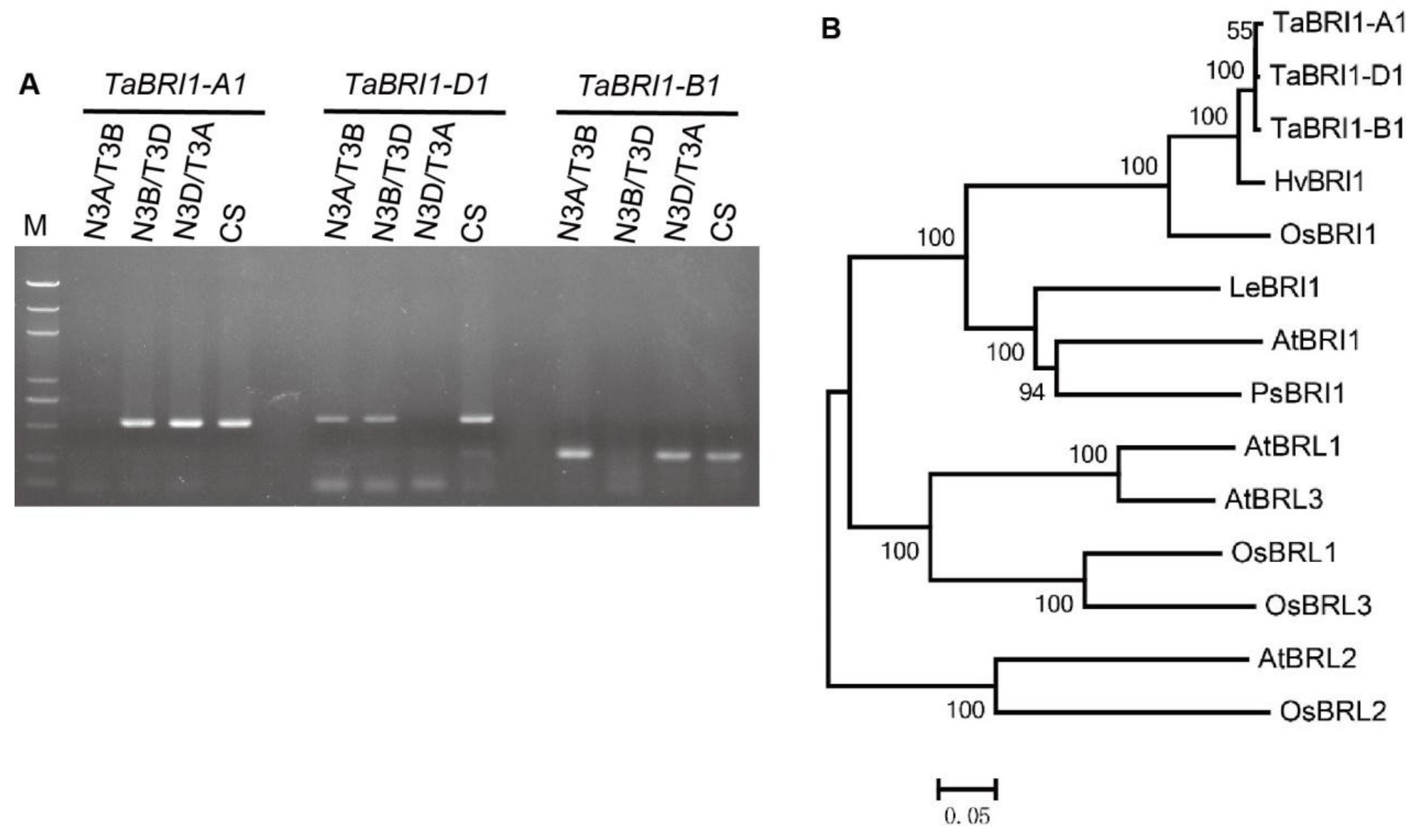 Plants 09 00840 g001