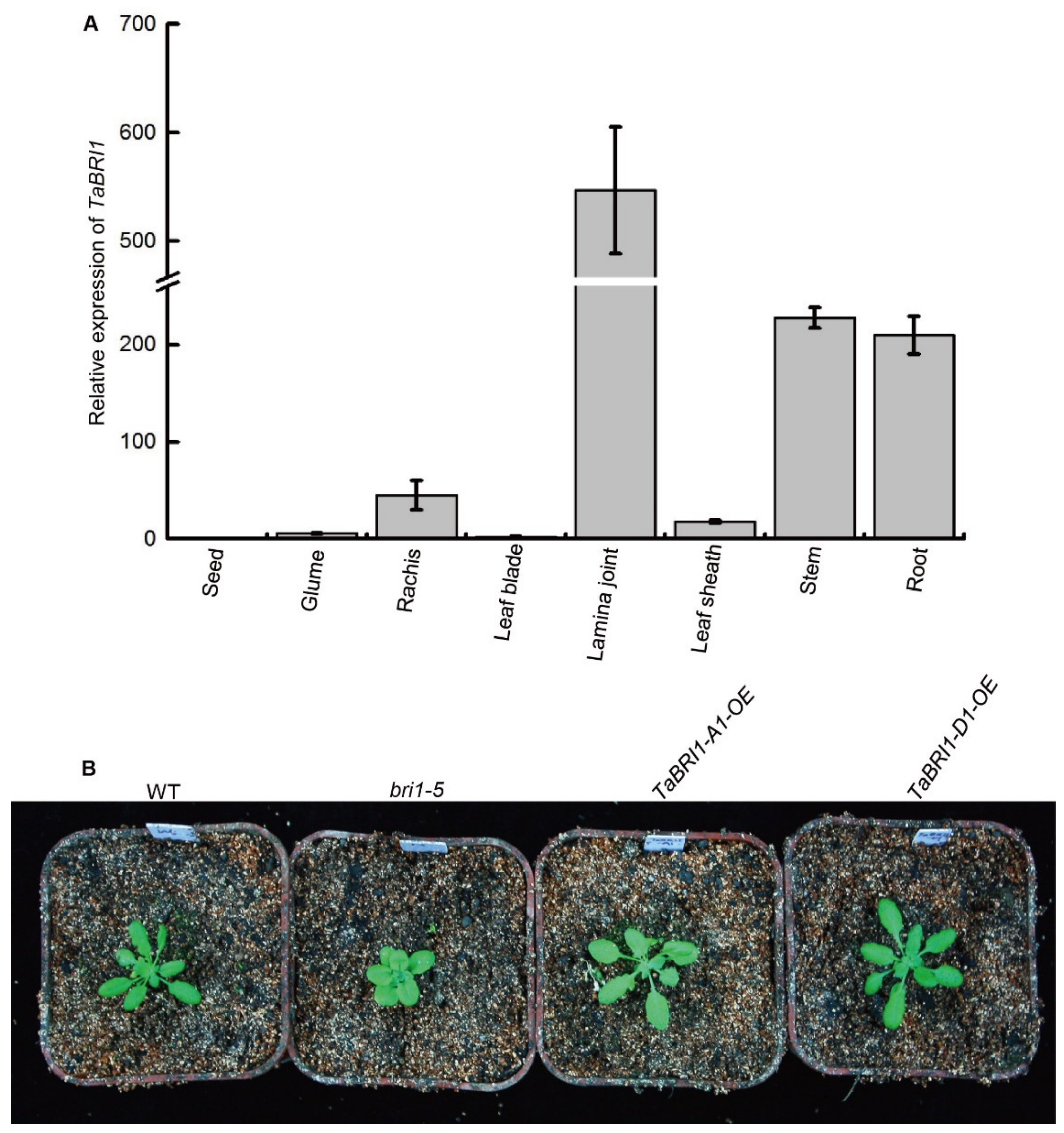 Plants 09 00840 g002