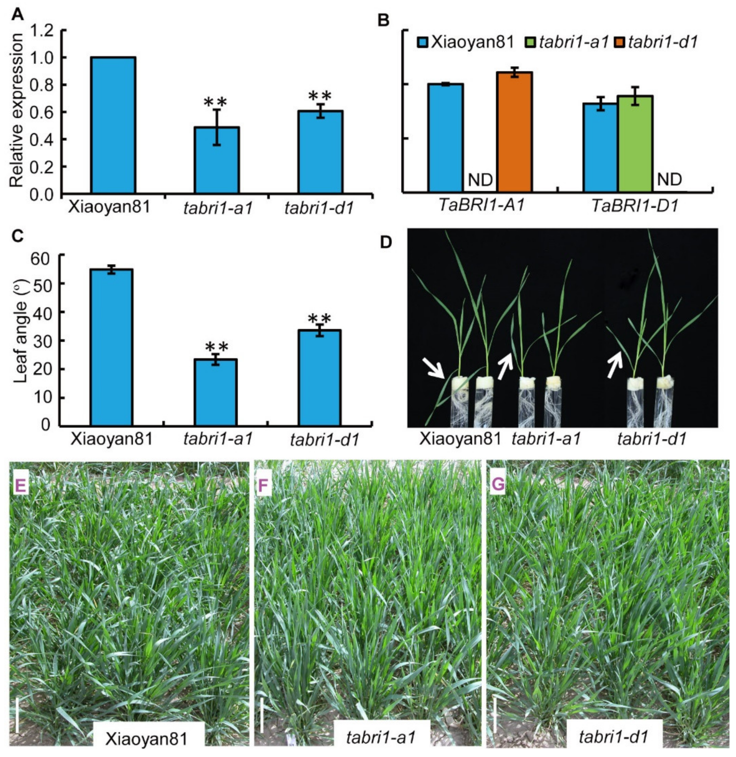Plants 09 00840 g003