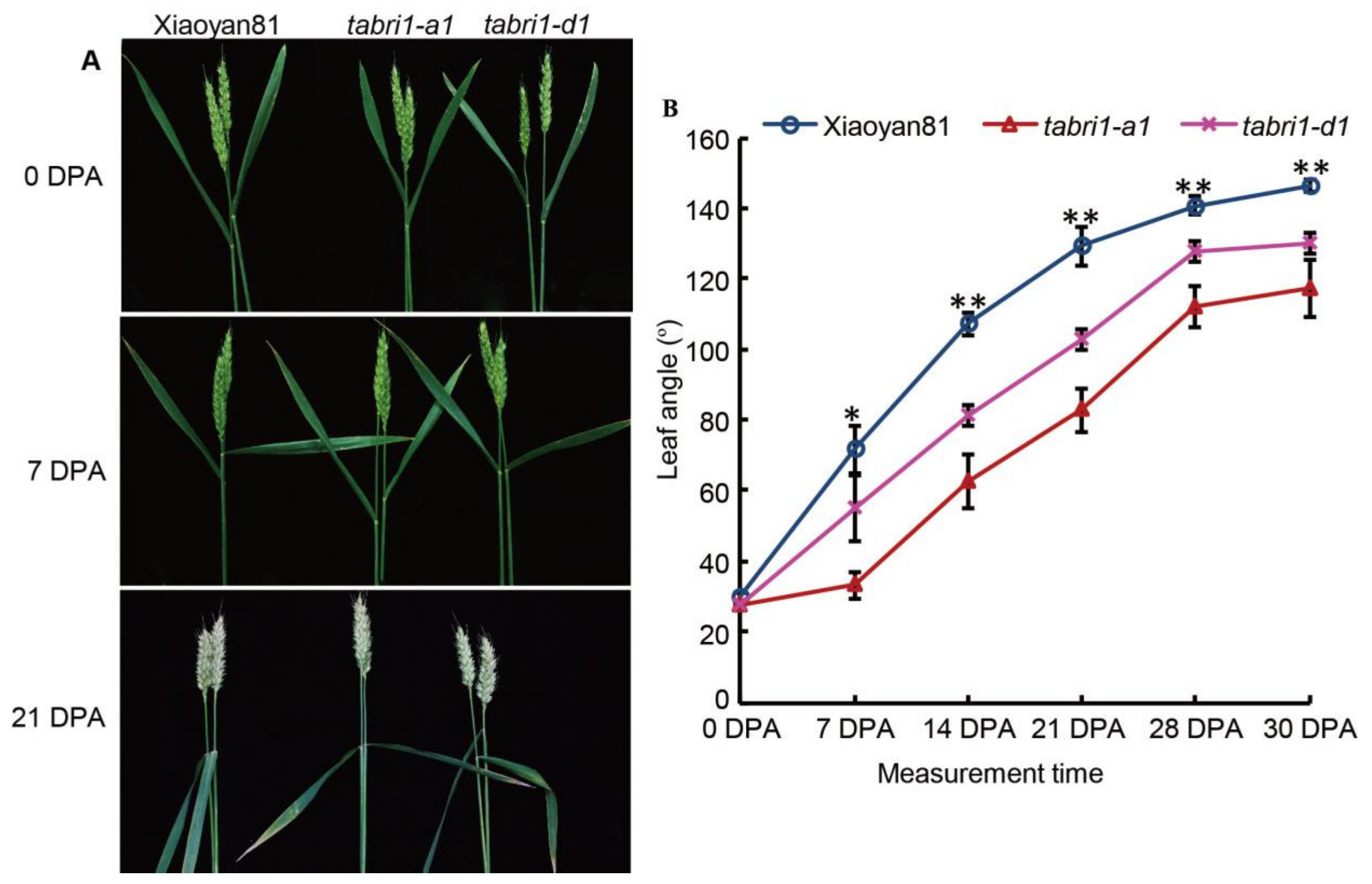 Plants 09 00840 g004