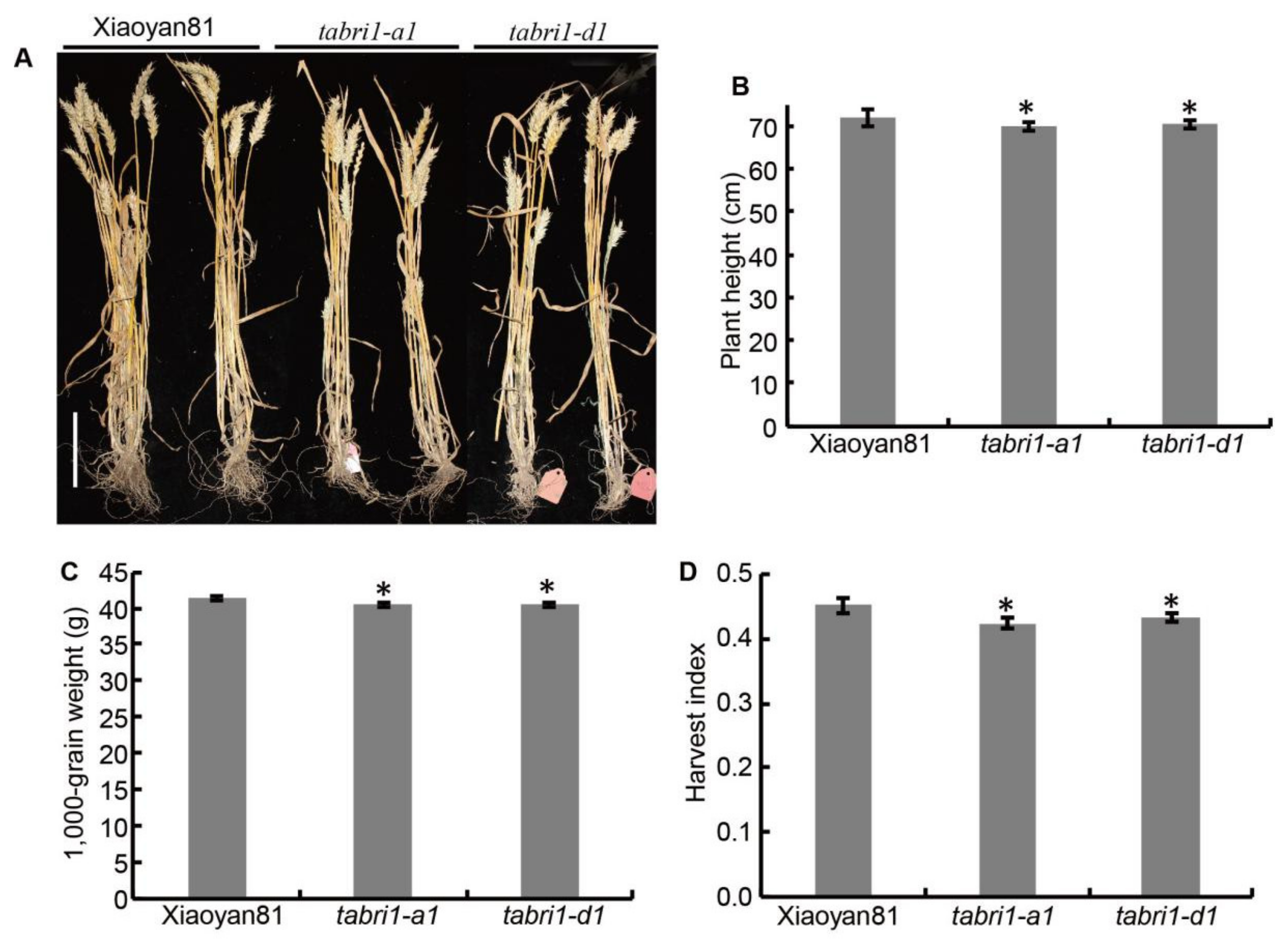 Plants 09 00840 g005