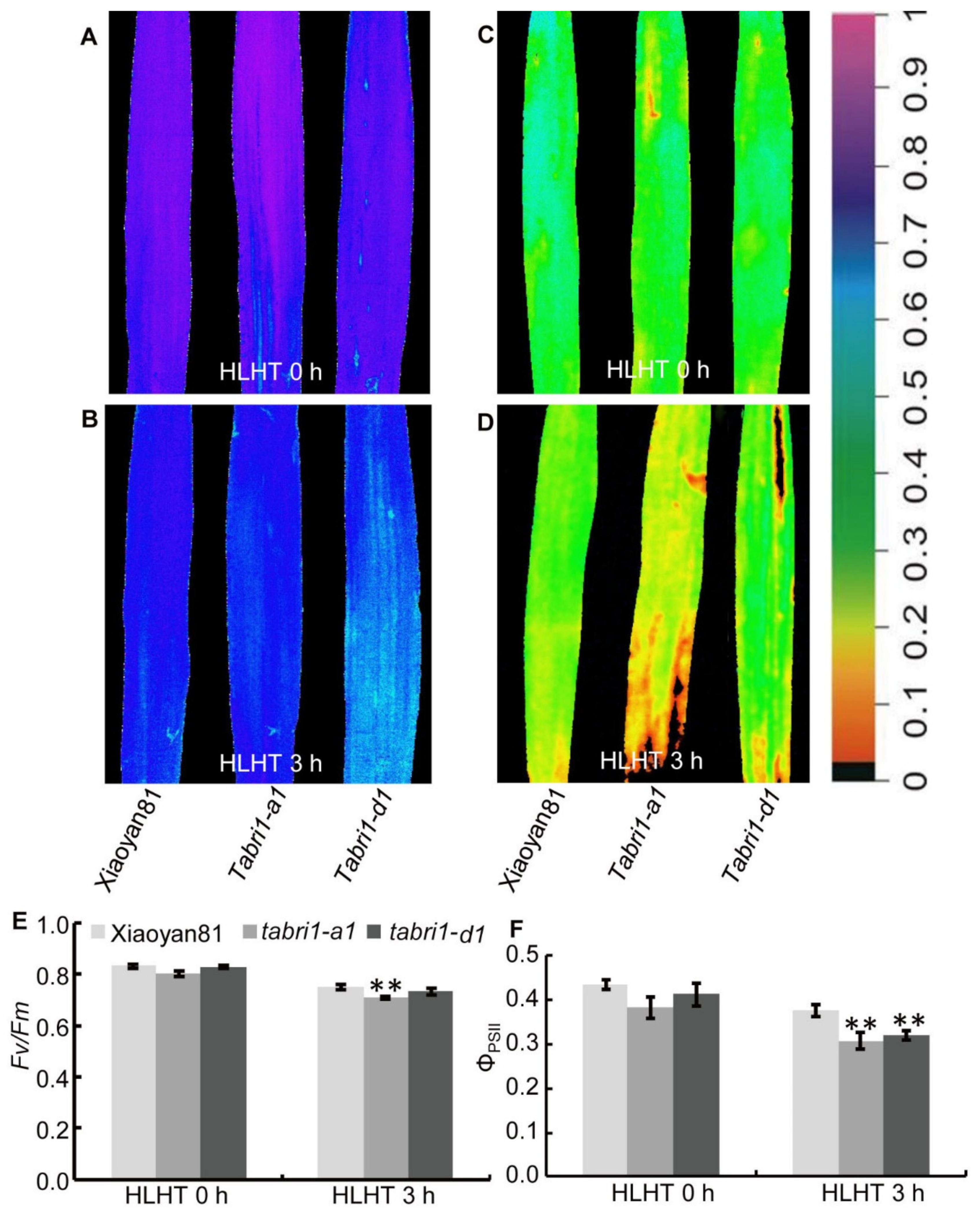 Plants 09 00840 g007