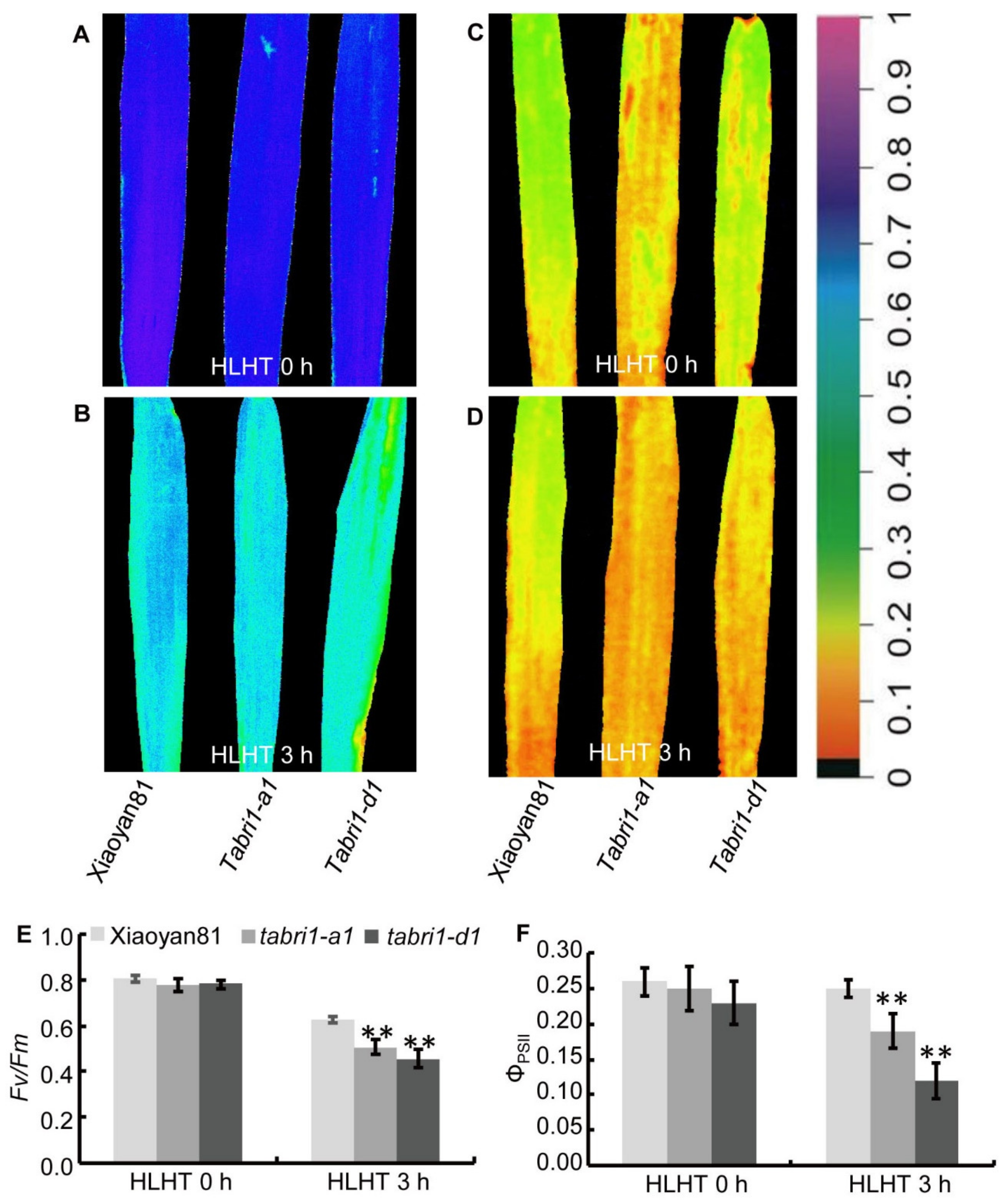Plants 09 00840 g008