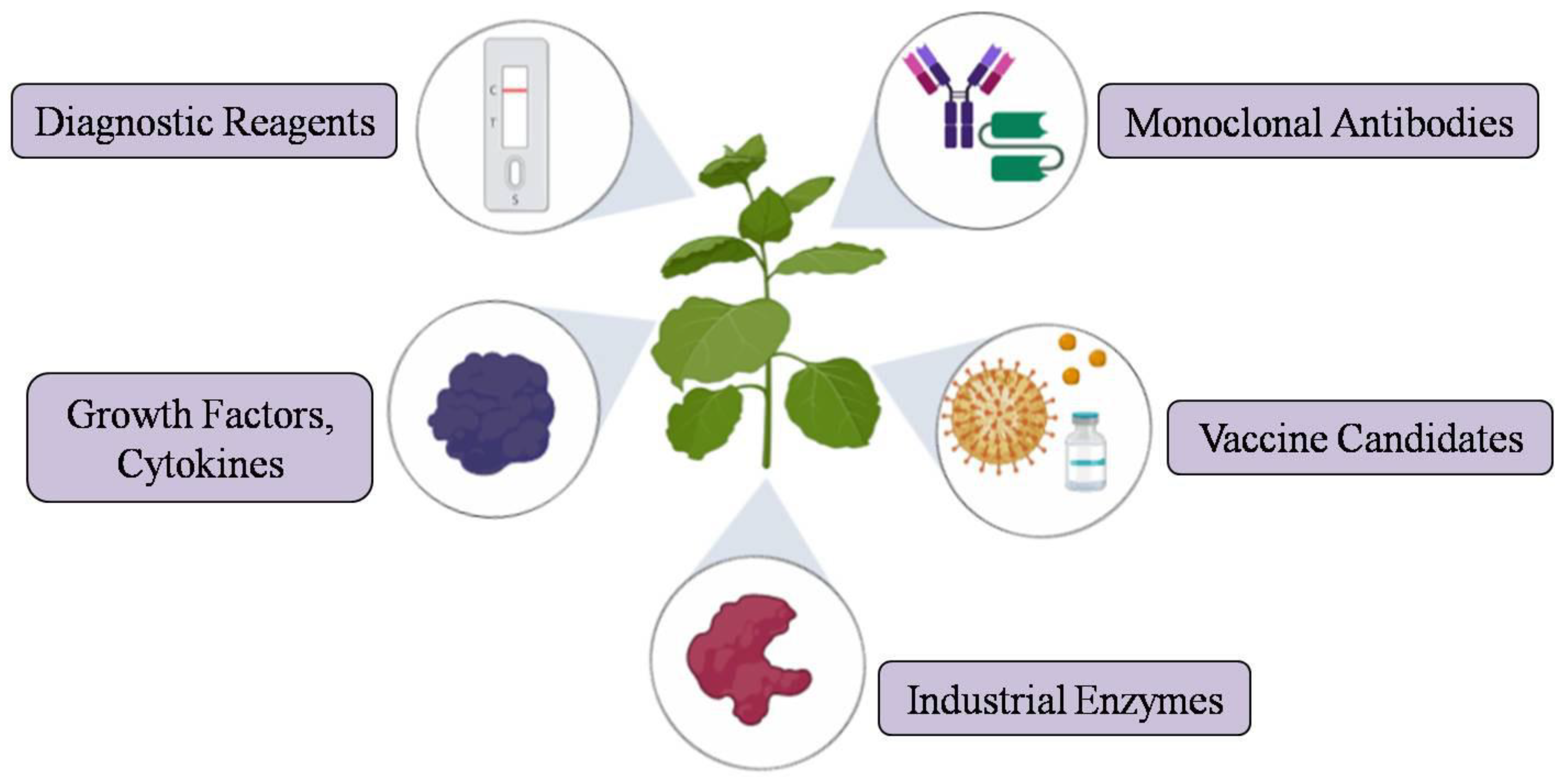 Plants 09 00842 g002