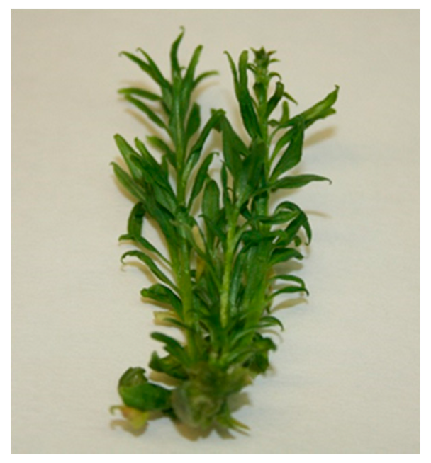 Plants 09 00844 g001