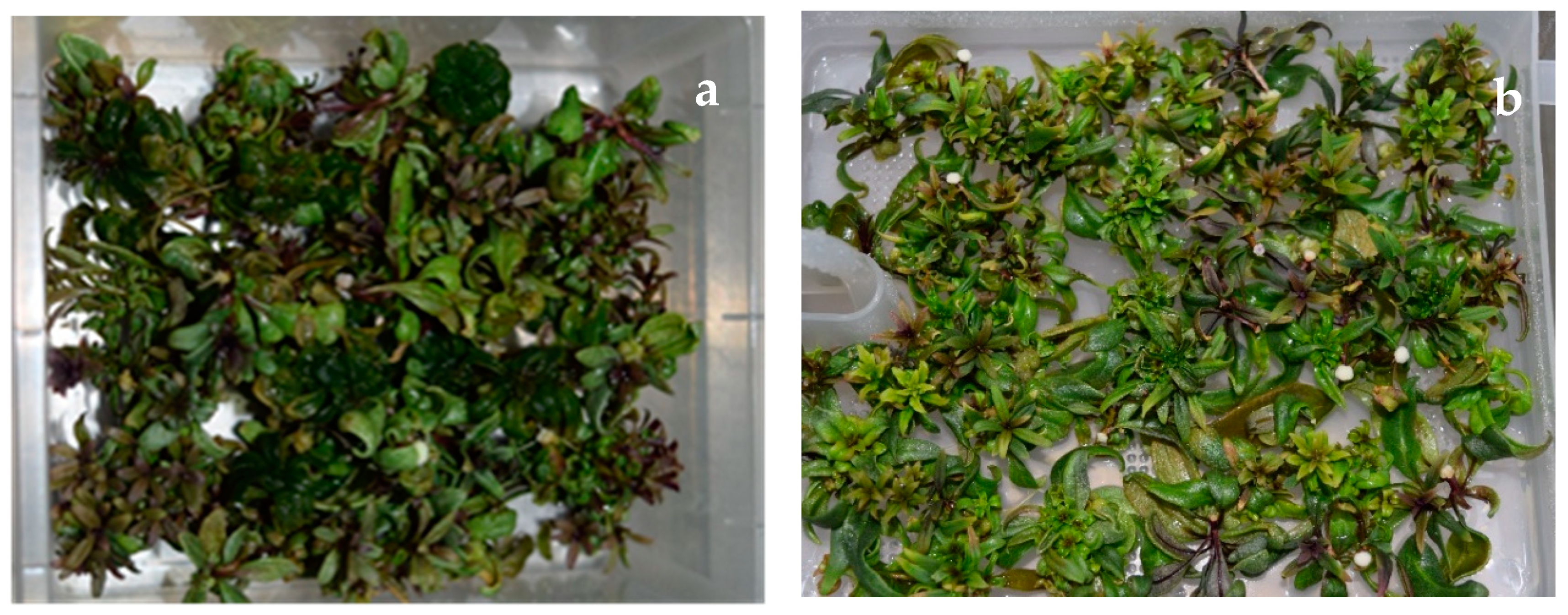 Plants 09 00844 g002