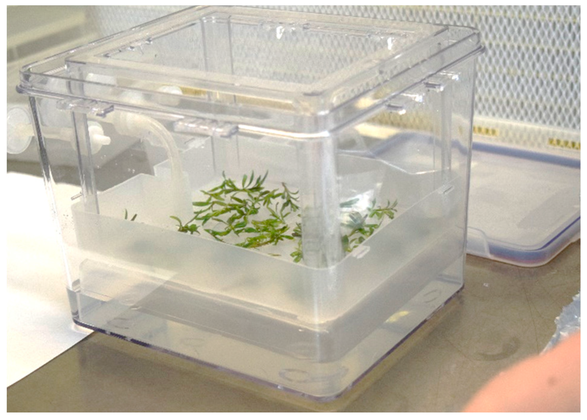 Plants 09 00844 g003