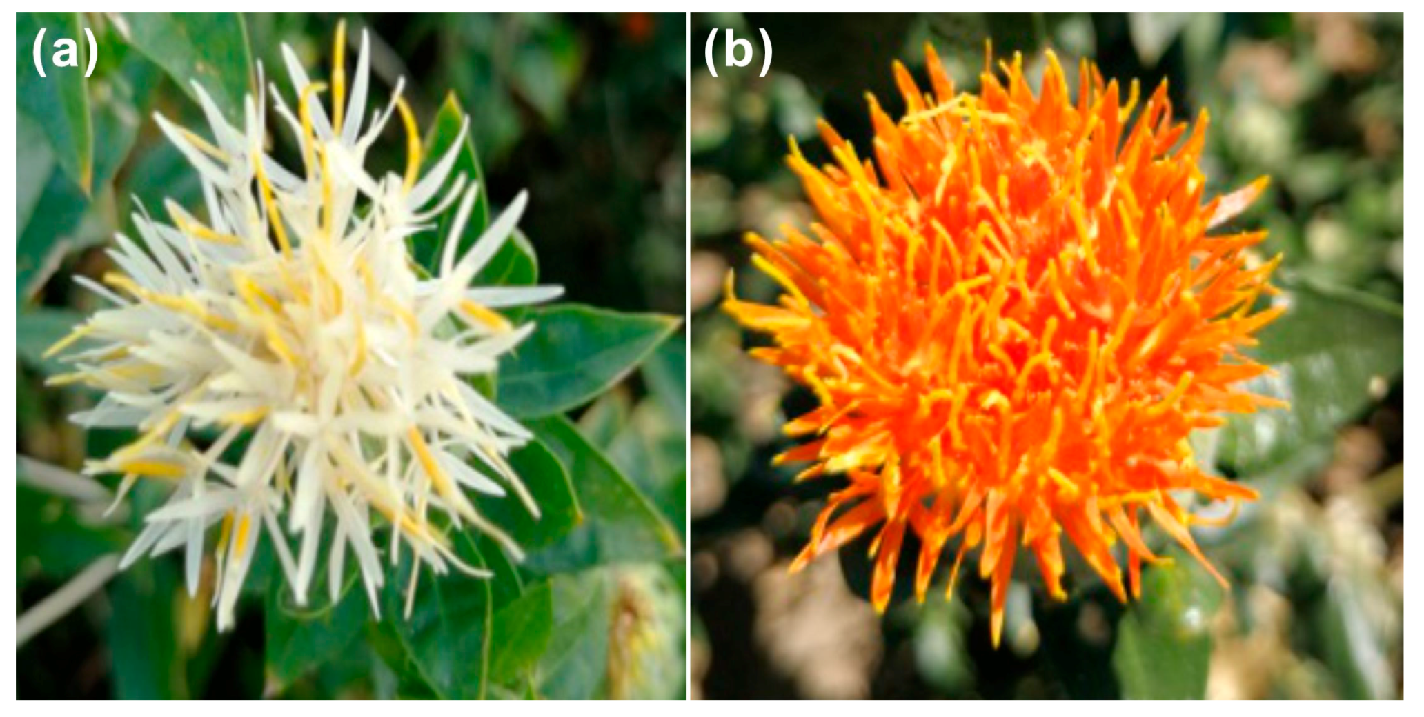 Plants 09 00847 g007 Plants 09 00847 g007