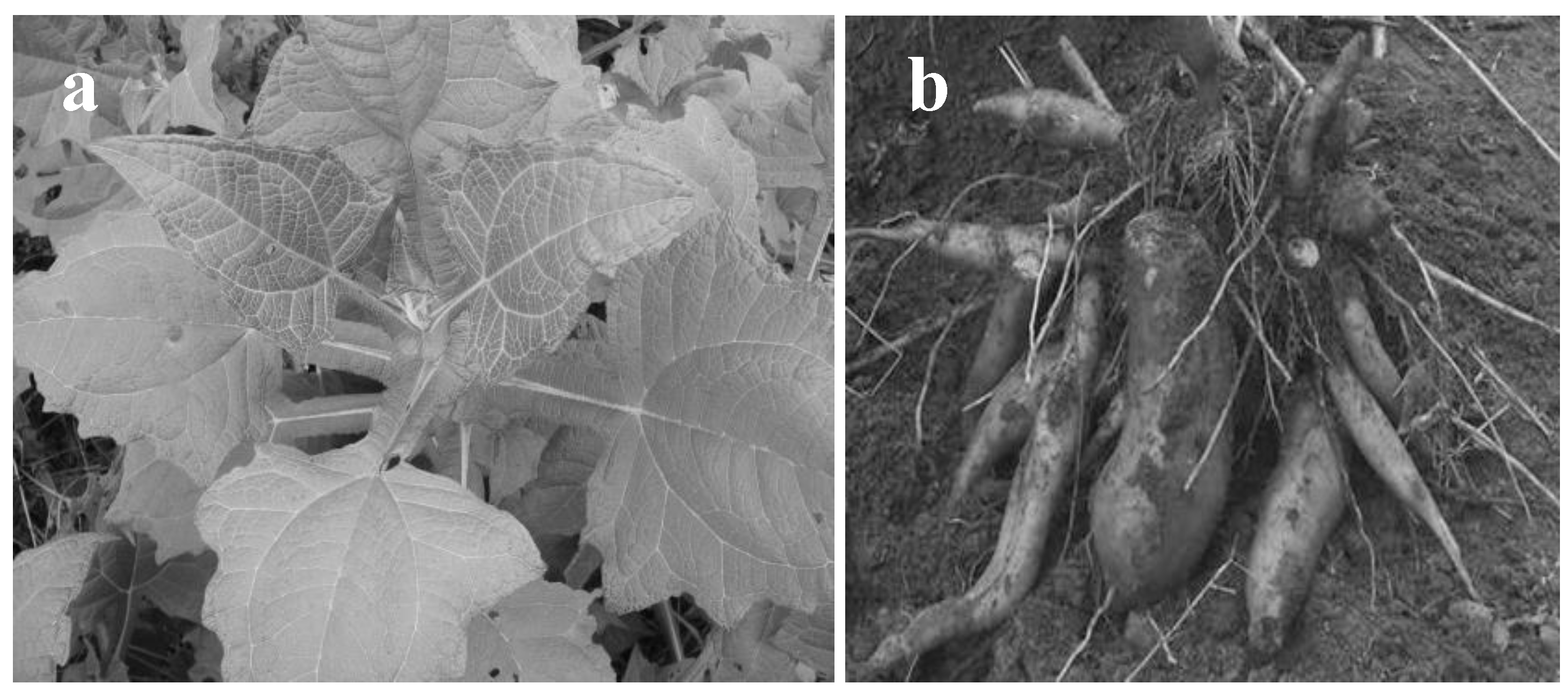 Plants 09 00848 g001