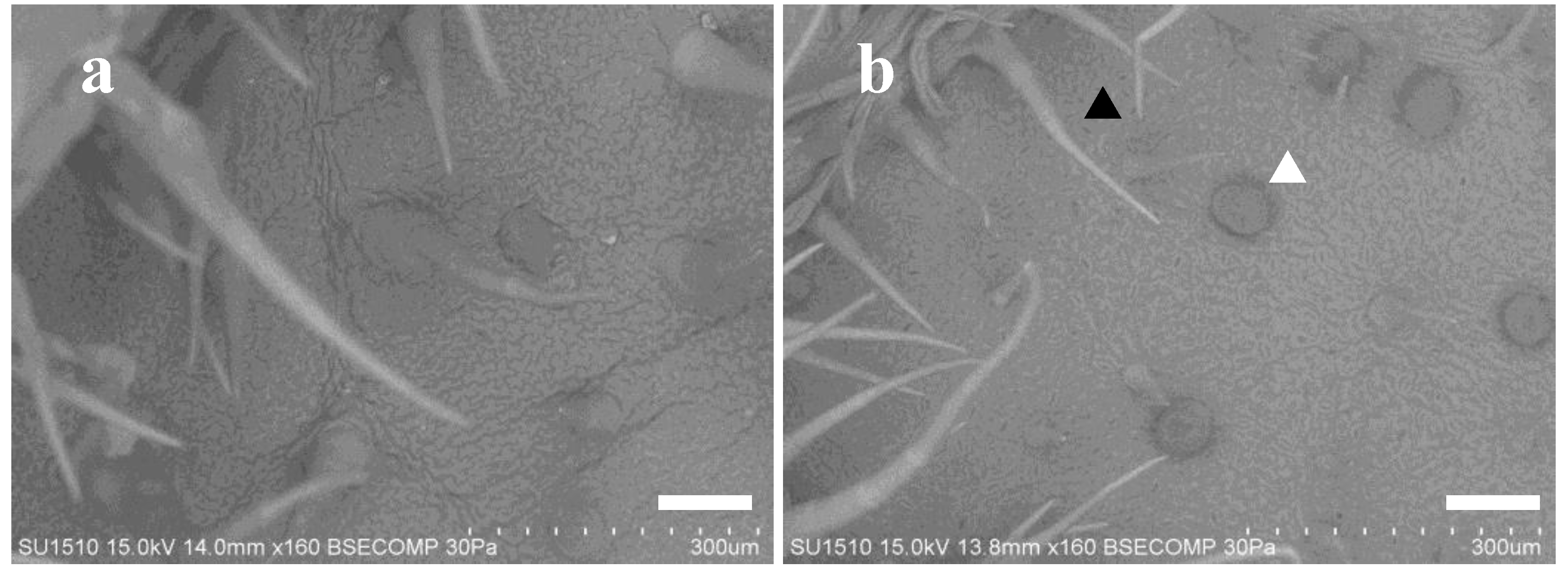 Plants 09 00848 g002