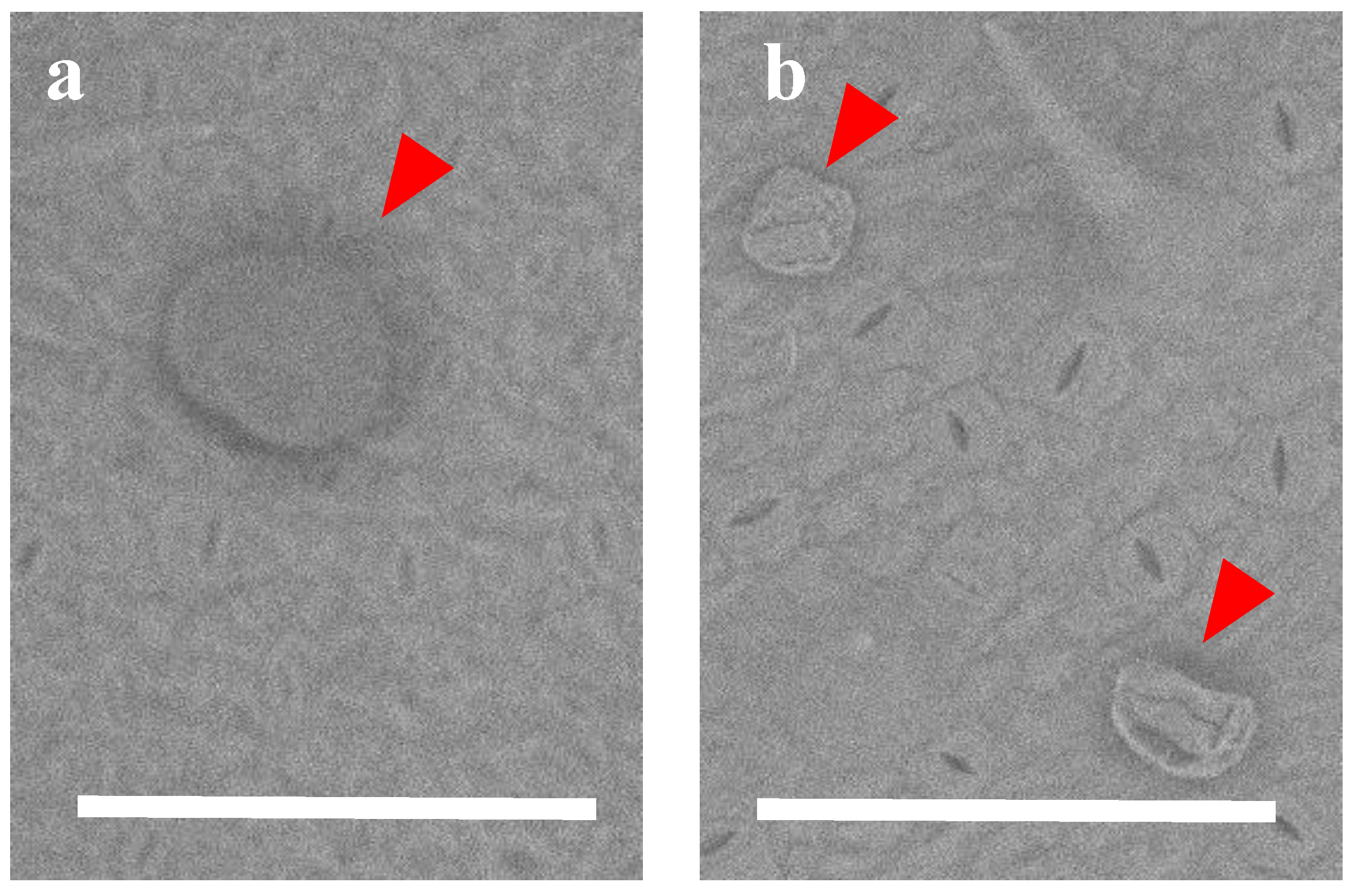 Plants 09 00848 g007