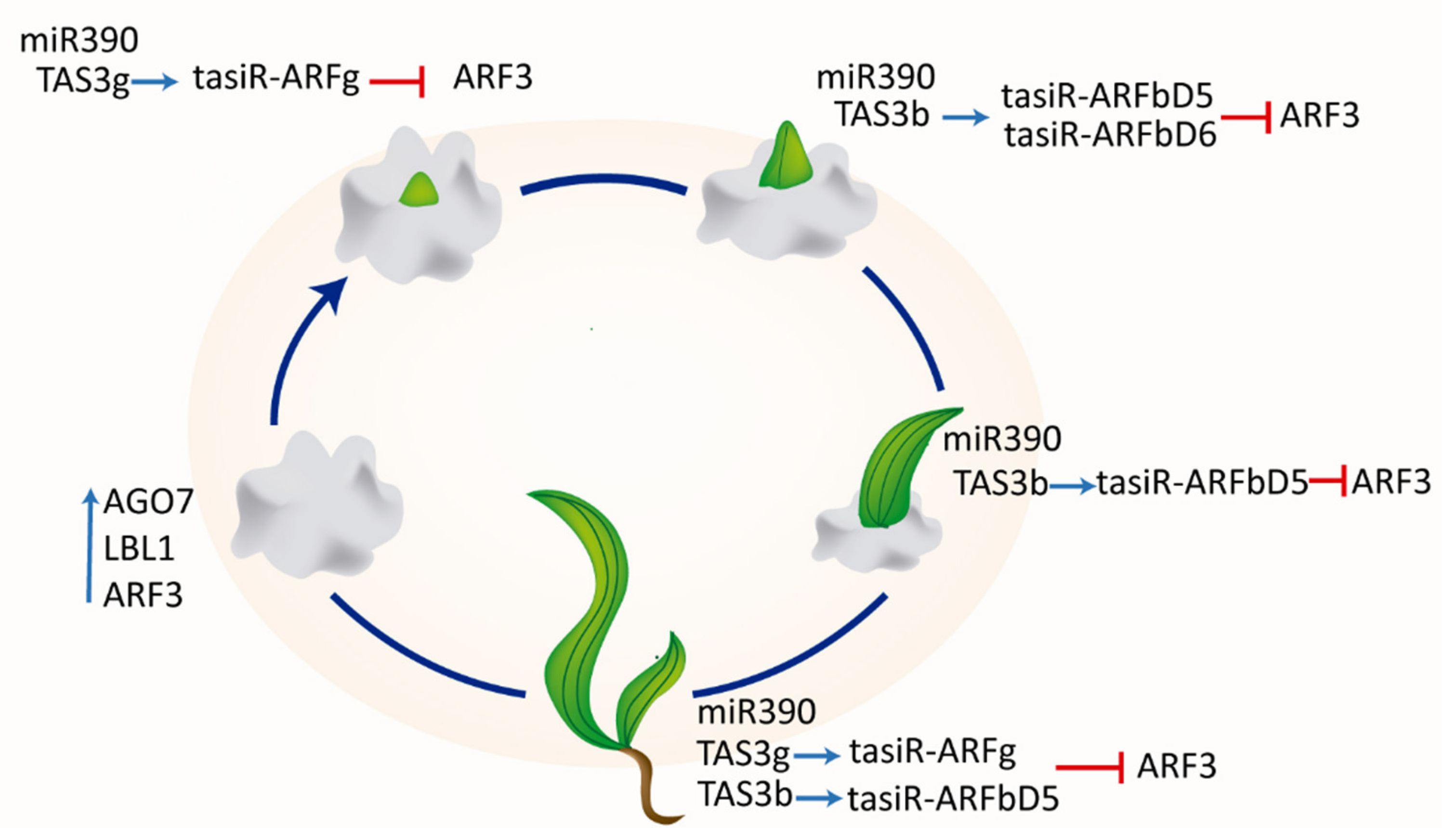 Plants 09 00849 g005 Plants 09 00849 g005