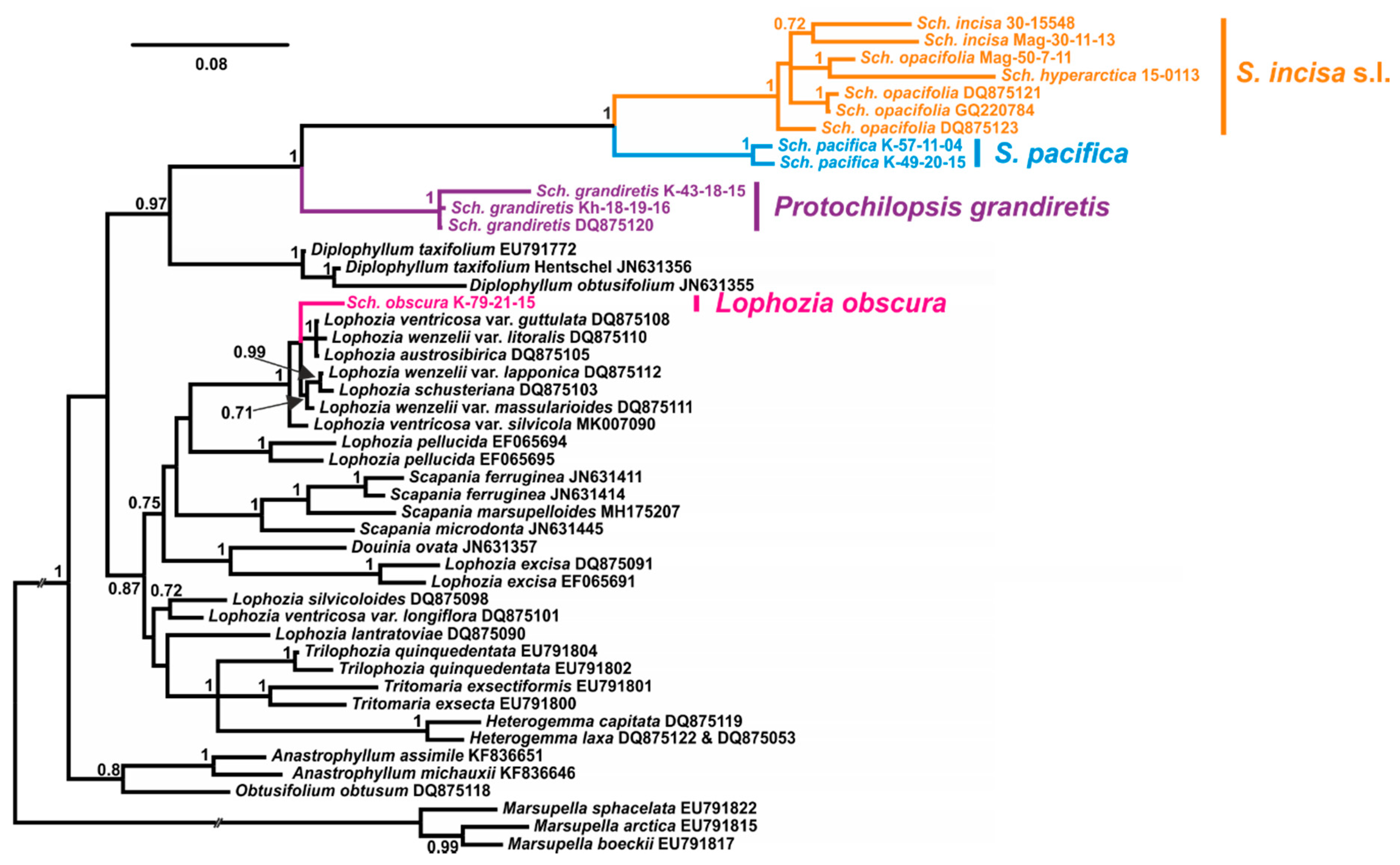 Plants 09 00850 g001