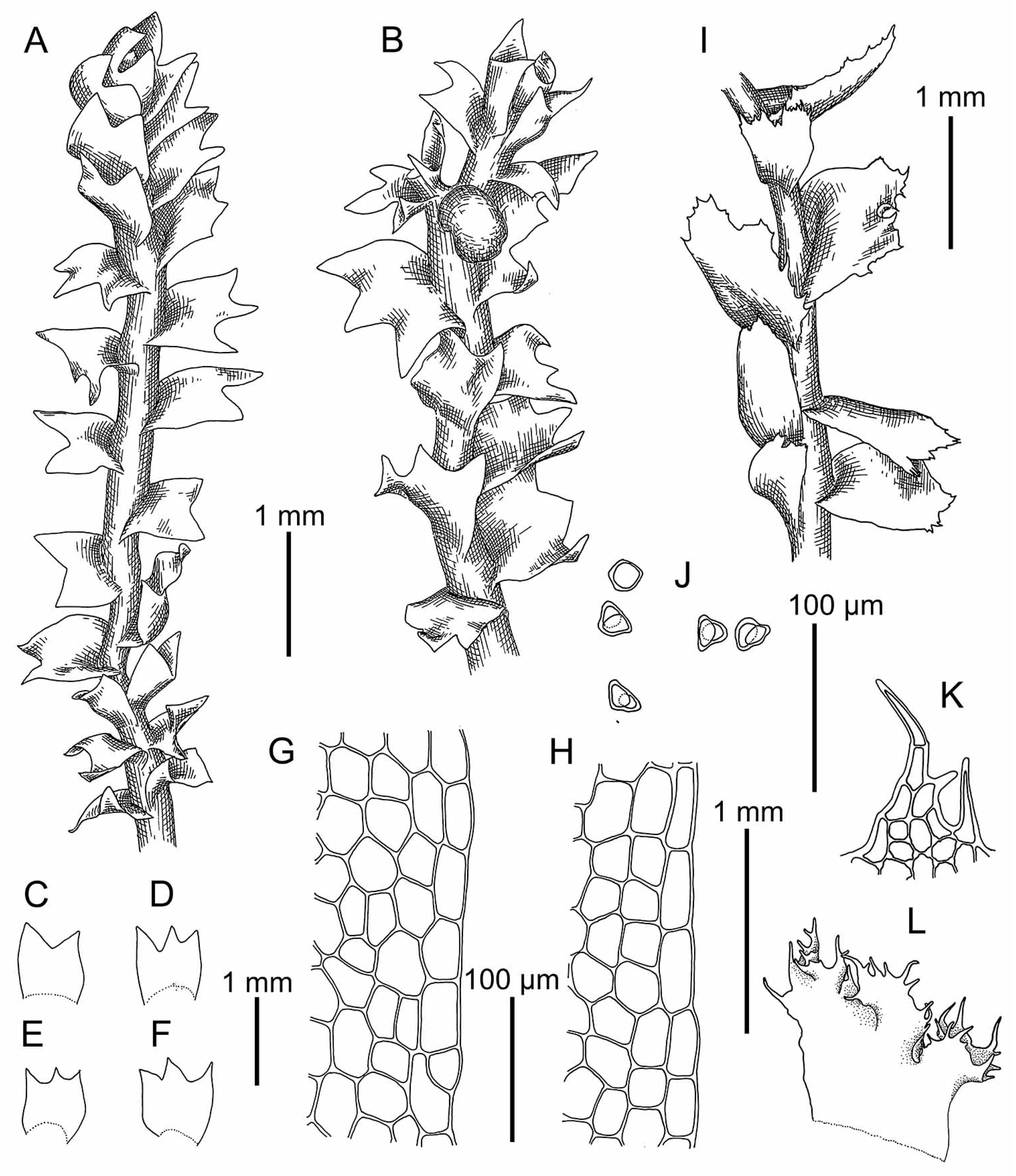 Plants 09 00850 g006
