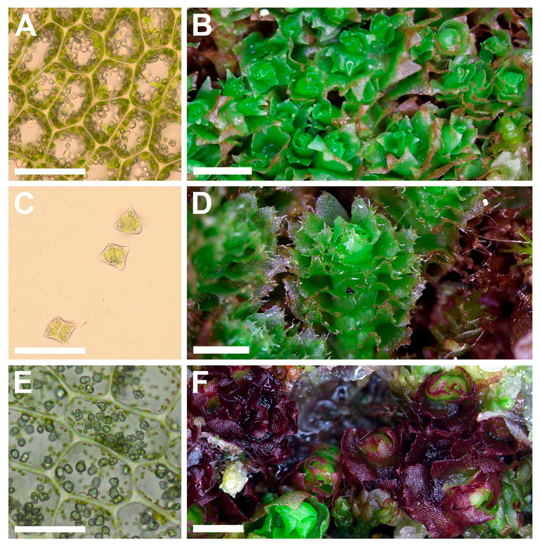 Plants 09 00850 g007