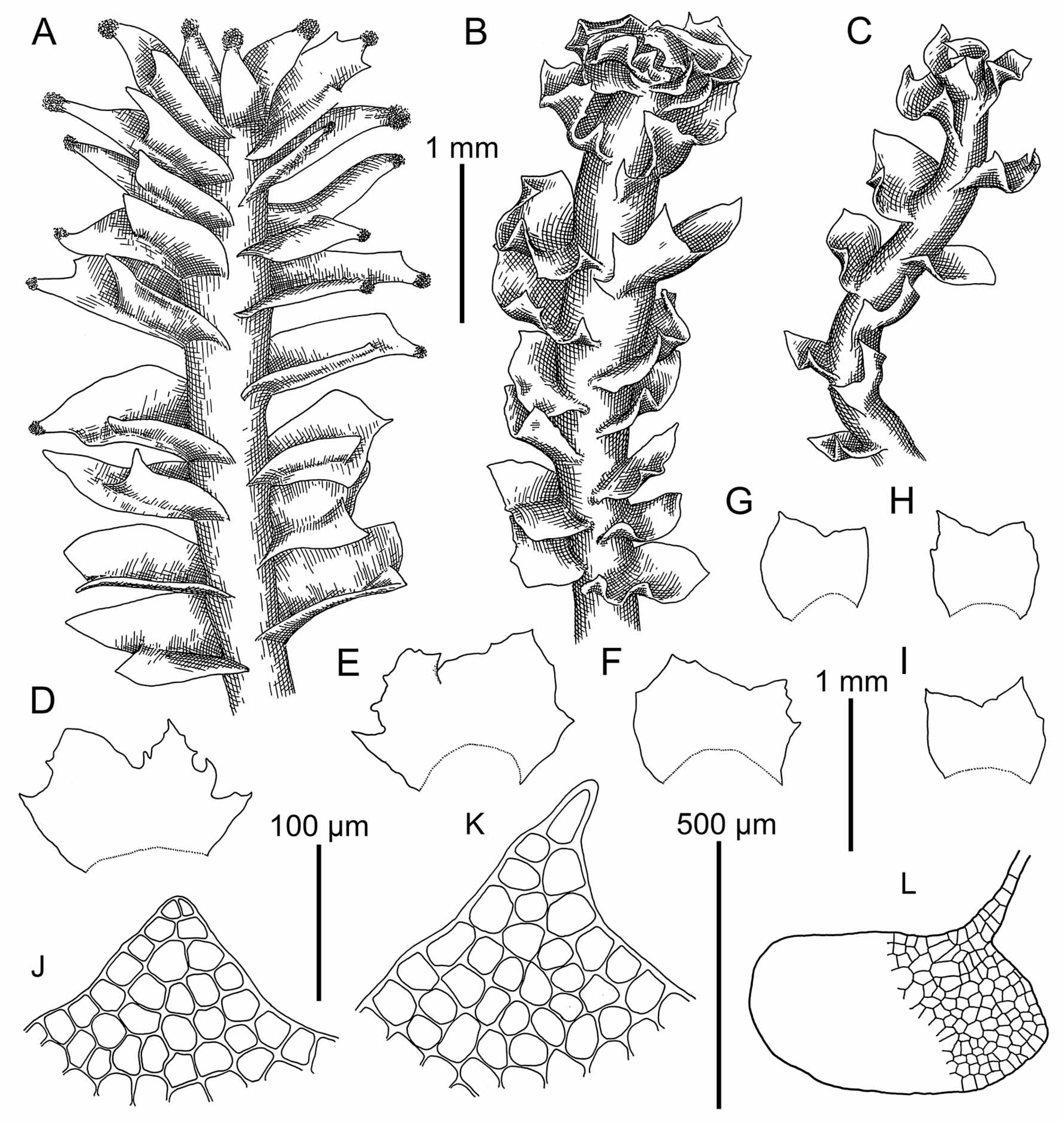 Plants 09 00850 g008