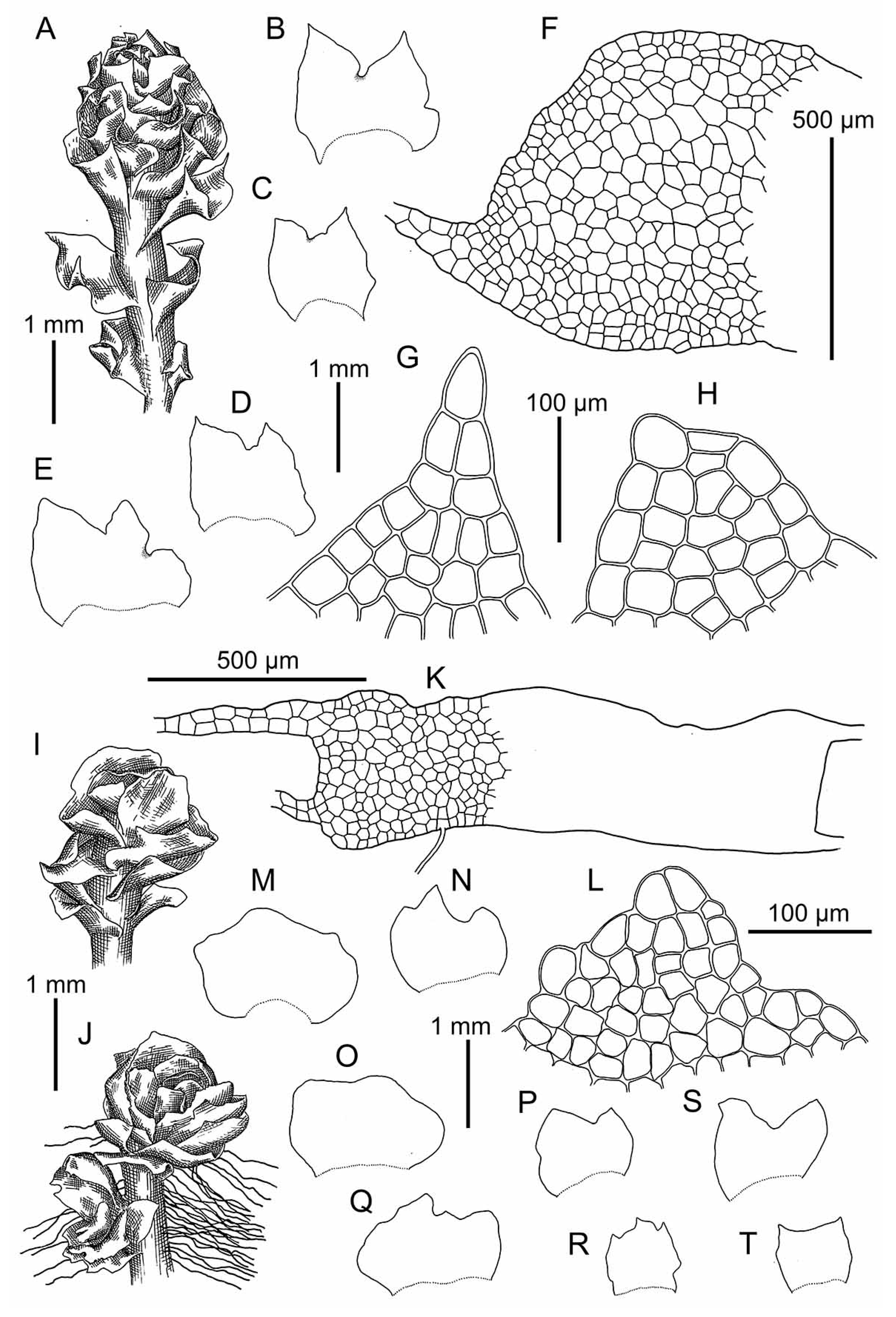 Plants 09 00850 g010