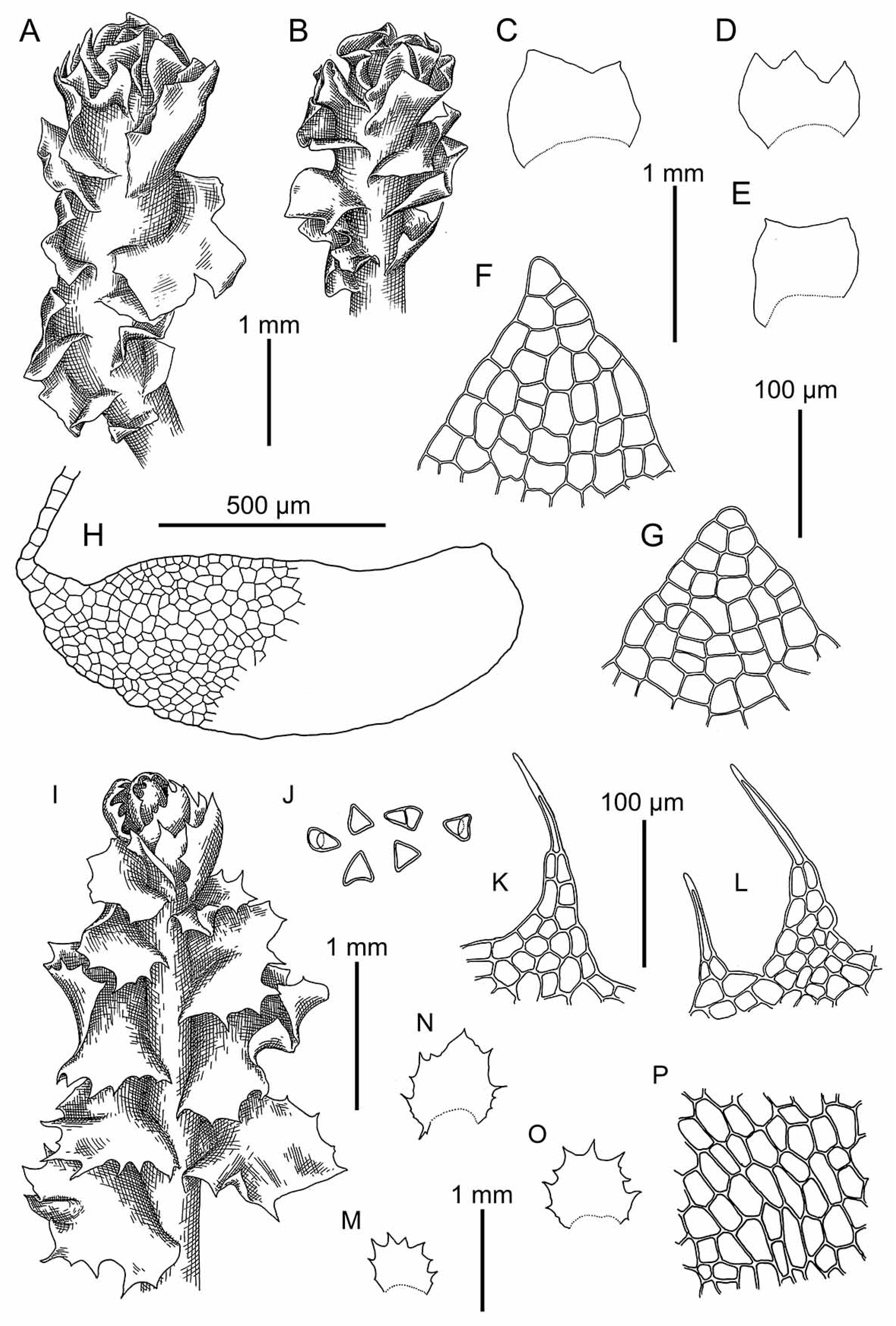 Plants 09 00850 g011
