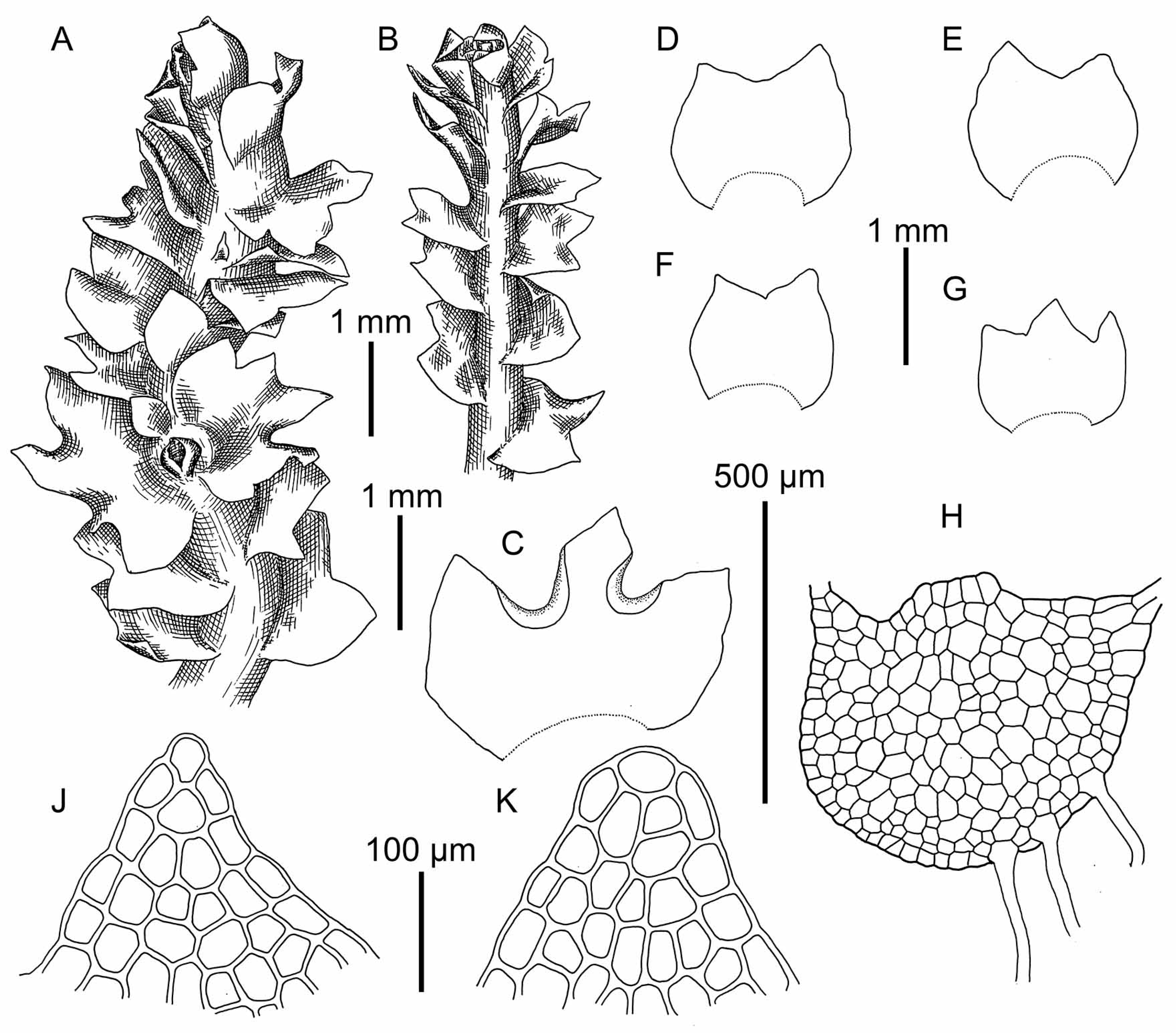 Plants 09 00850 g012